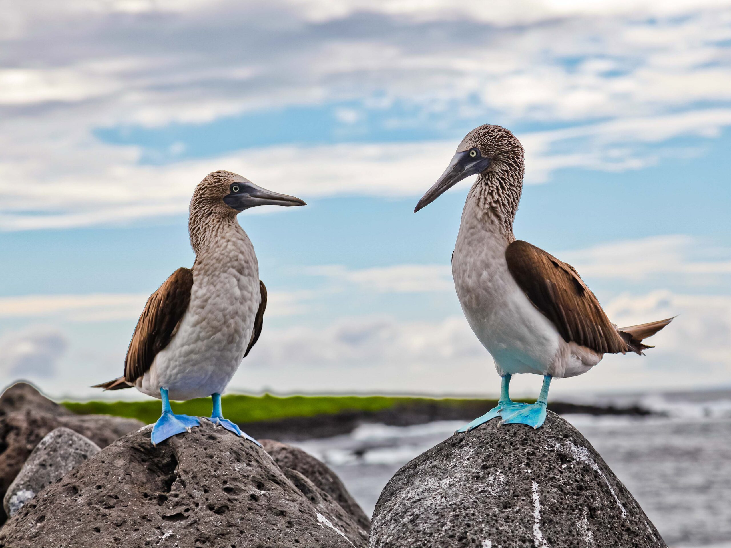 Blue-footed boobies on the Galapagos