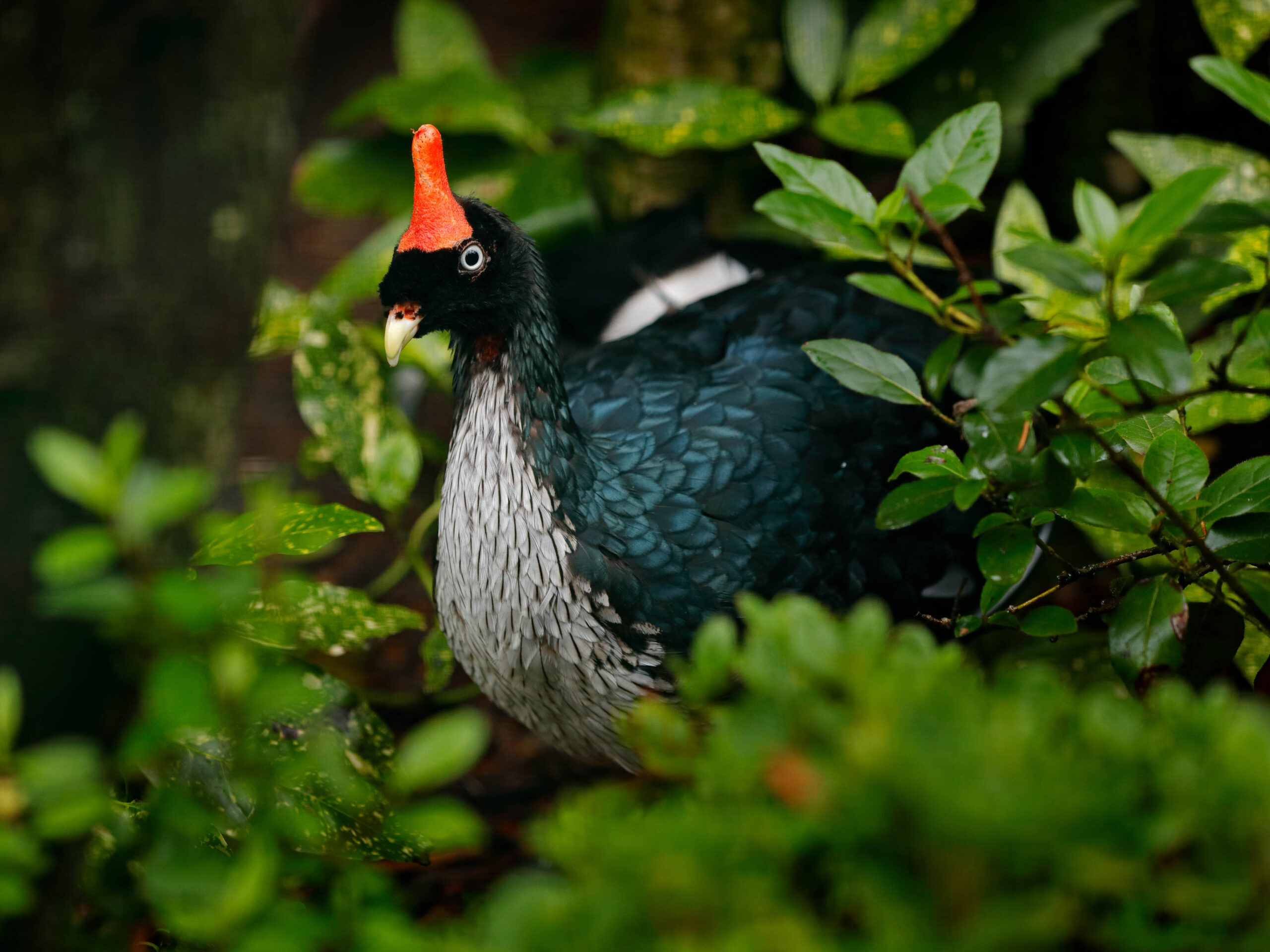 The rare Horned Guan from Guatemala