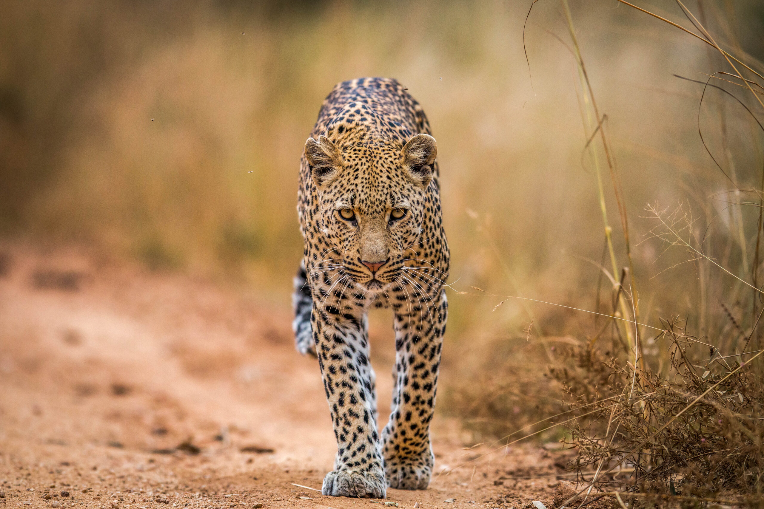 A leopard in Kruger National Park, South Africa