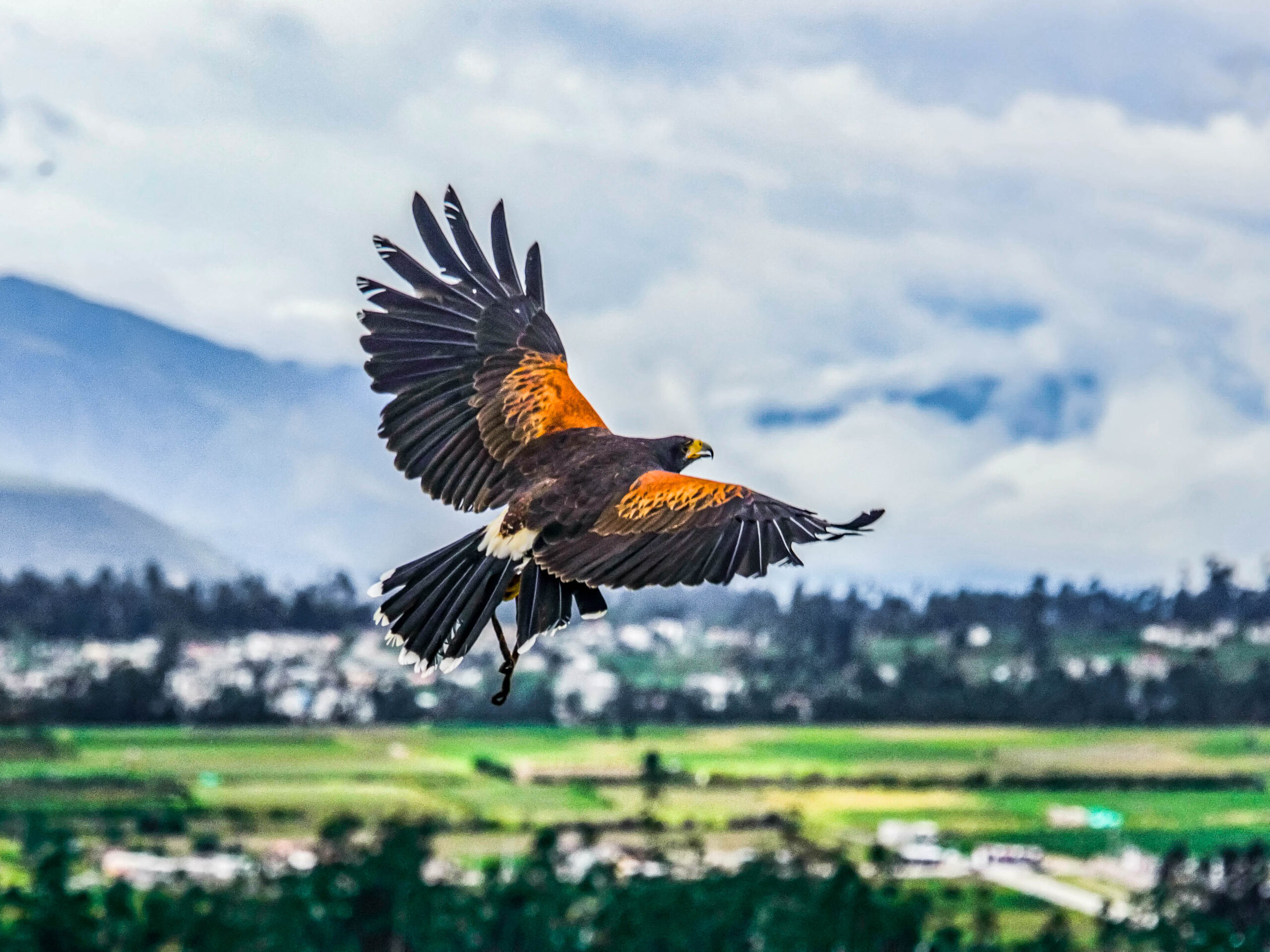 Condor in the Parque Condor near Otavalo