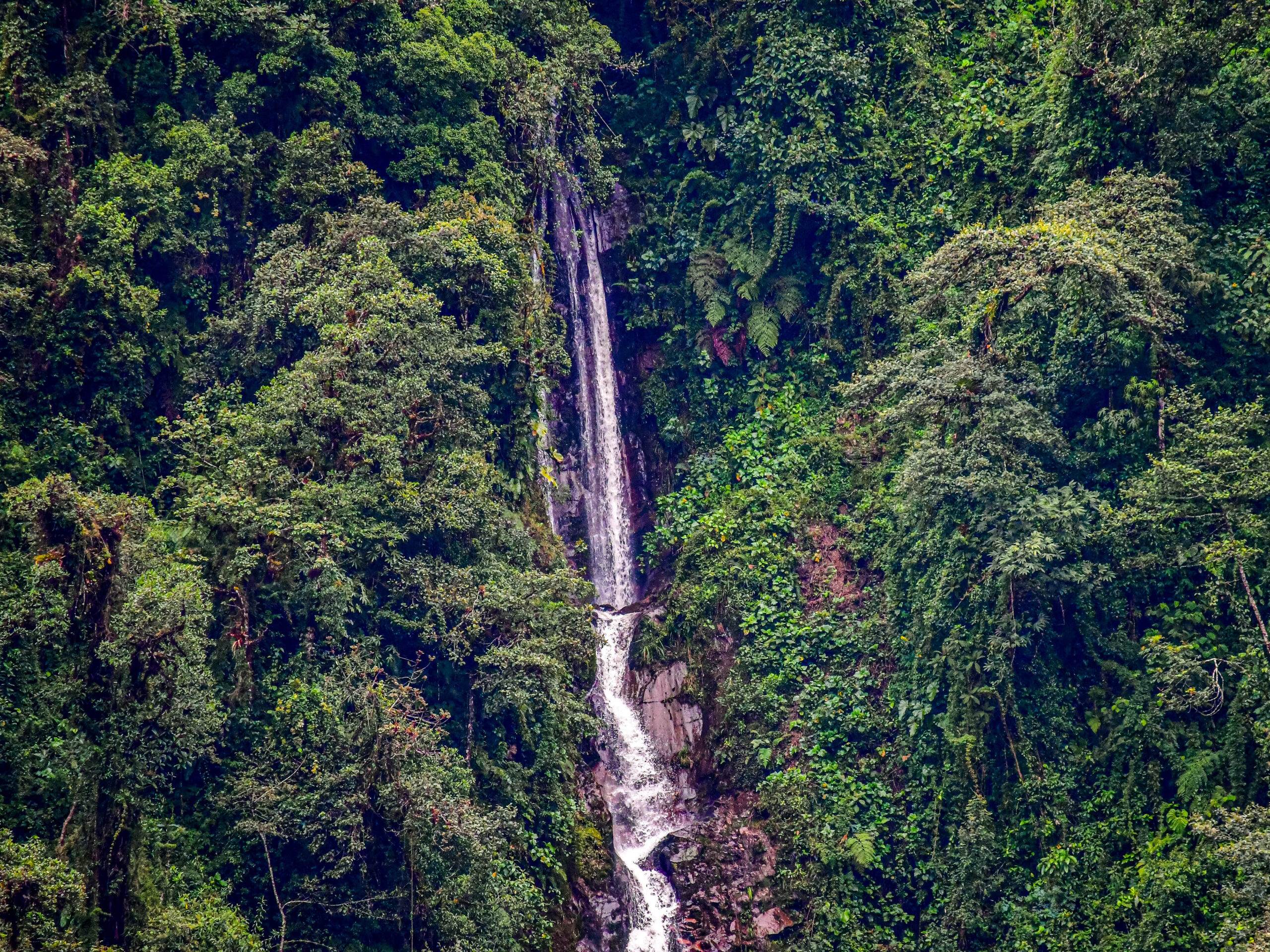 Guango Forest i Ecuador