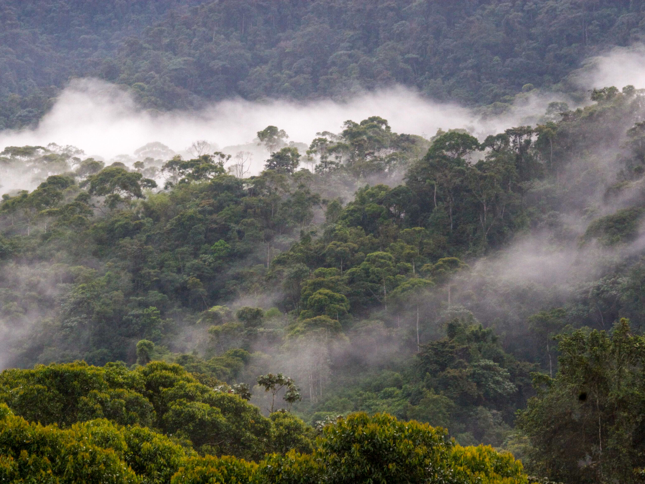 The Cloud forest Reserve of Maquipucuna