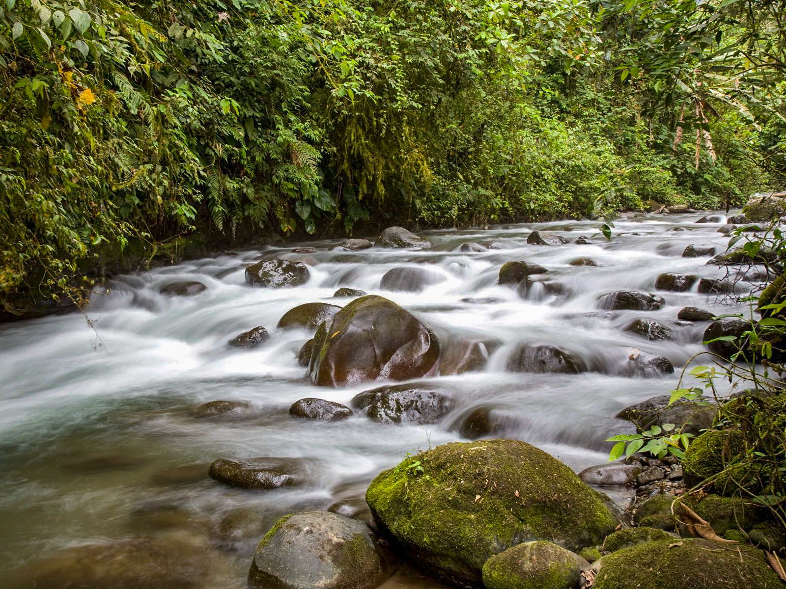 A stream in the forest of Maquipucuna