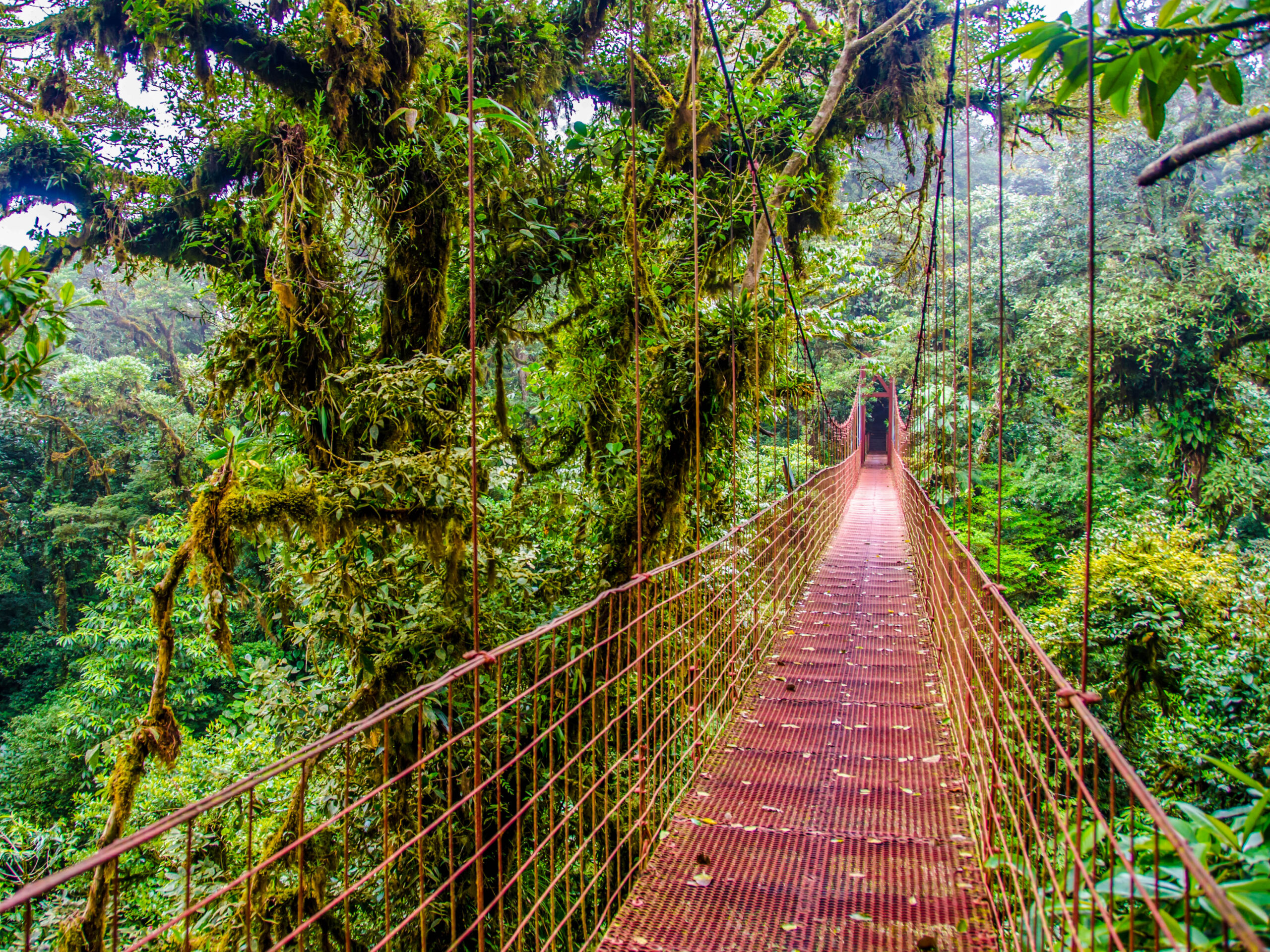 Hanging Bridge in Monteverde