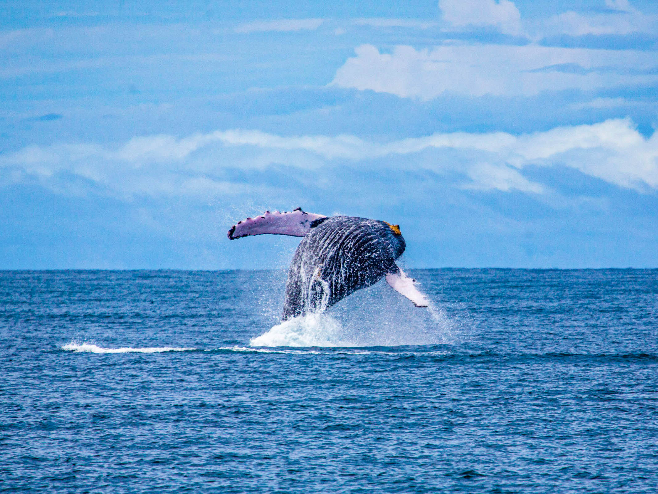 Whale watching in Golfito, Costa Rica