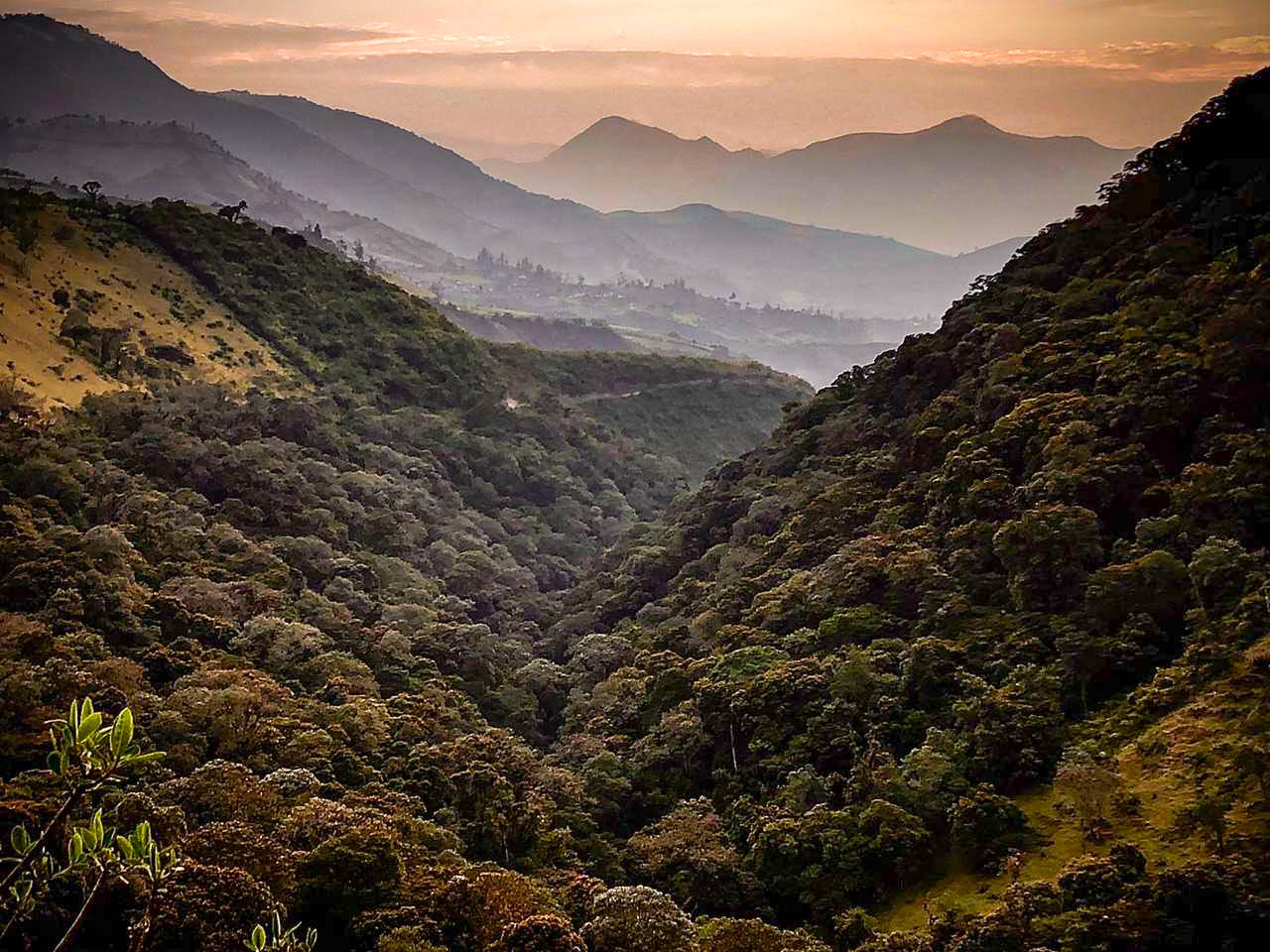 The forest of Abrazo del Bosque at dawn