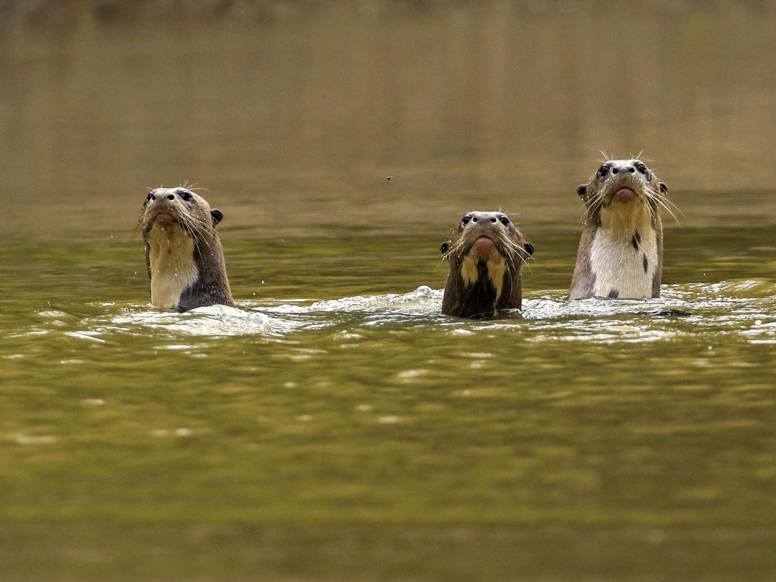 Giant river otters in Ecuador