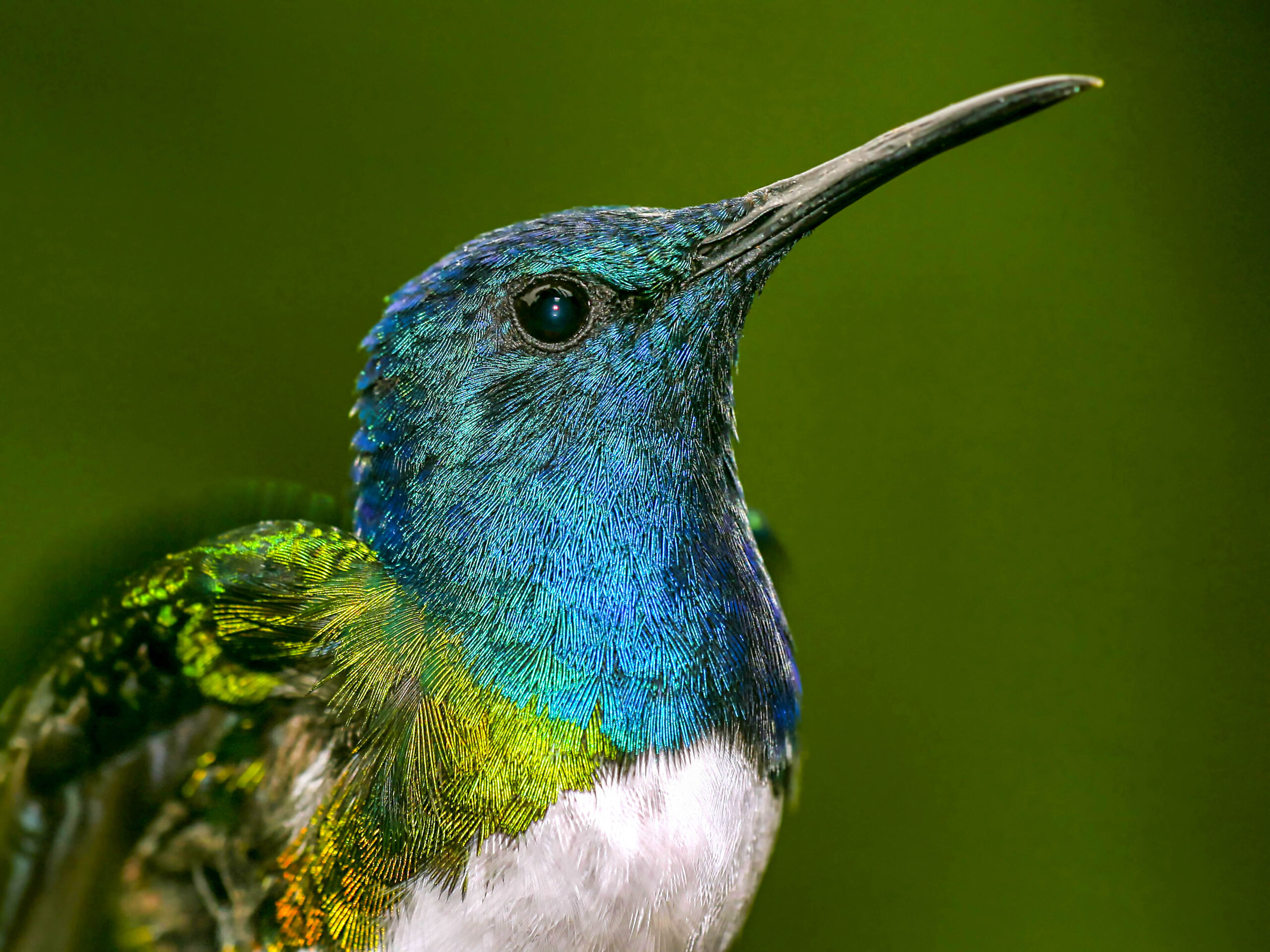 Hummingbird in Maquipucuna Reserve