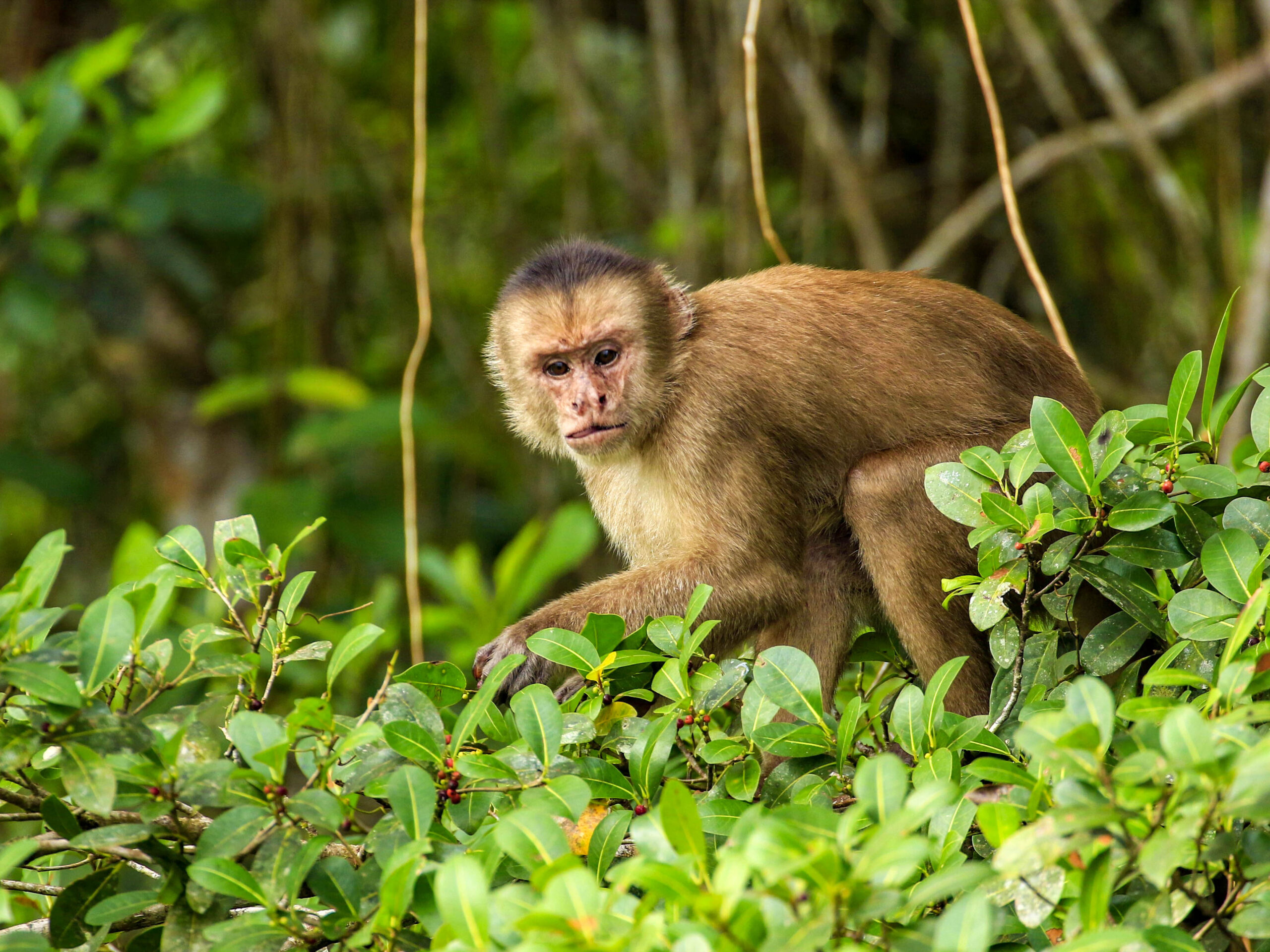 Monkey in the Ecuadorian Amazon