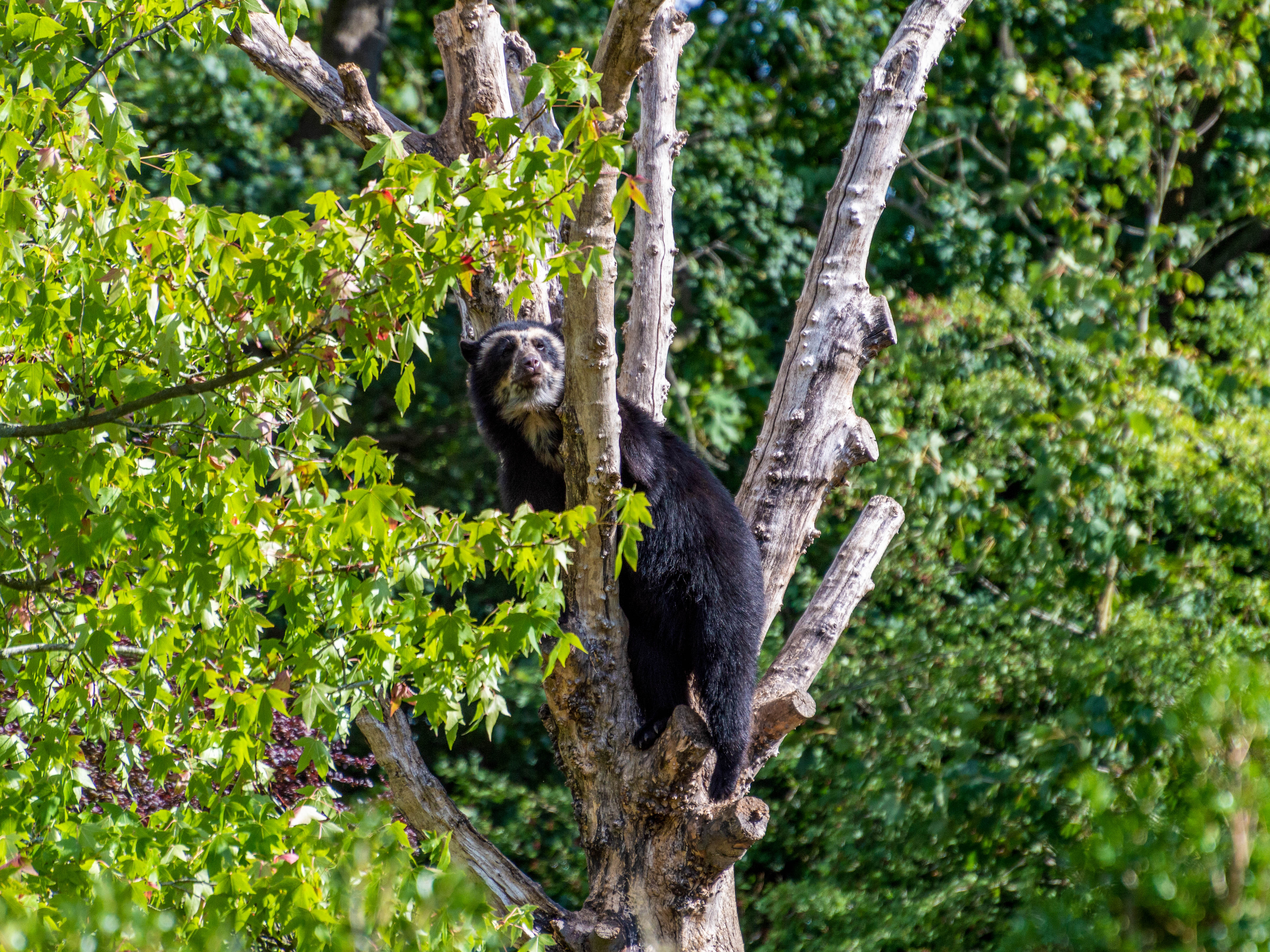 Spectacled bear in the Andes of Ecuador