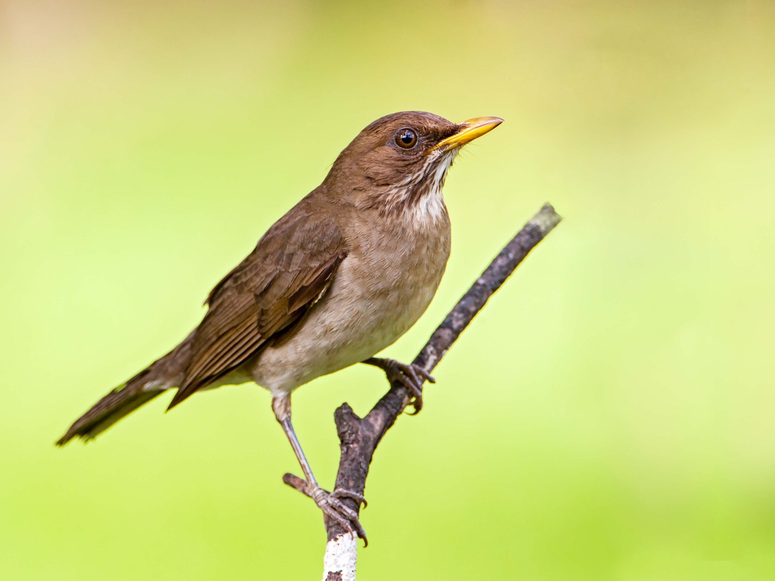 Creamy-bellied Thrush in the Atlantic forest of Brazil