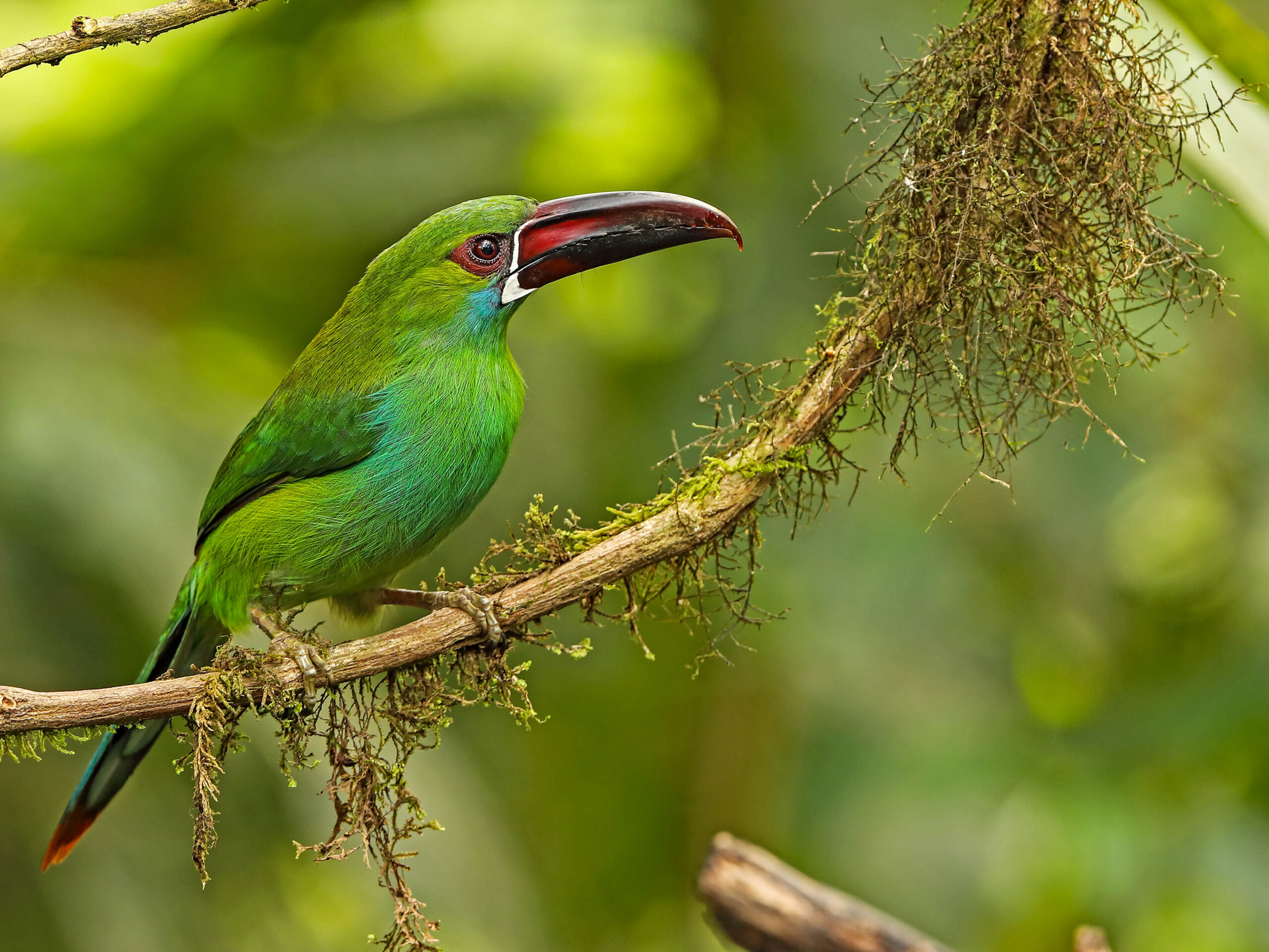 Crimson-rumped toucanet in Ecuador