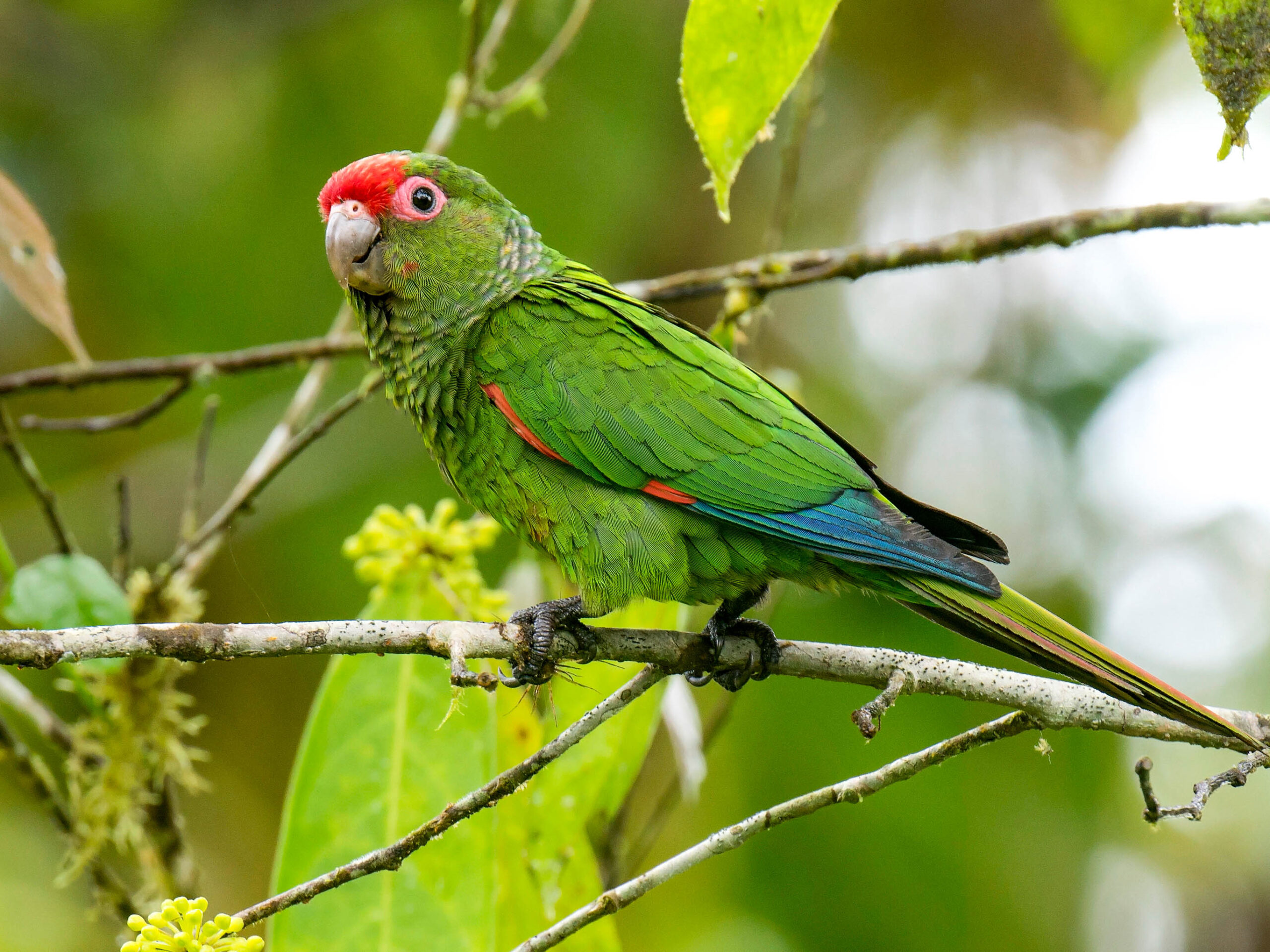 El Oro Parakeet in Buenaventura Reserve