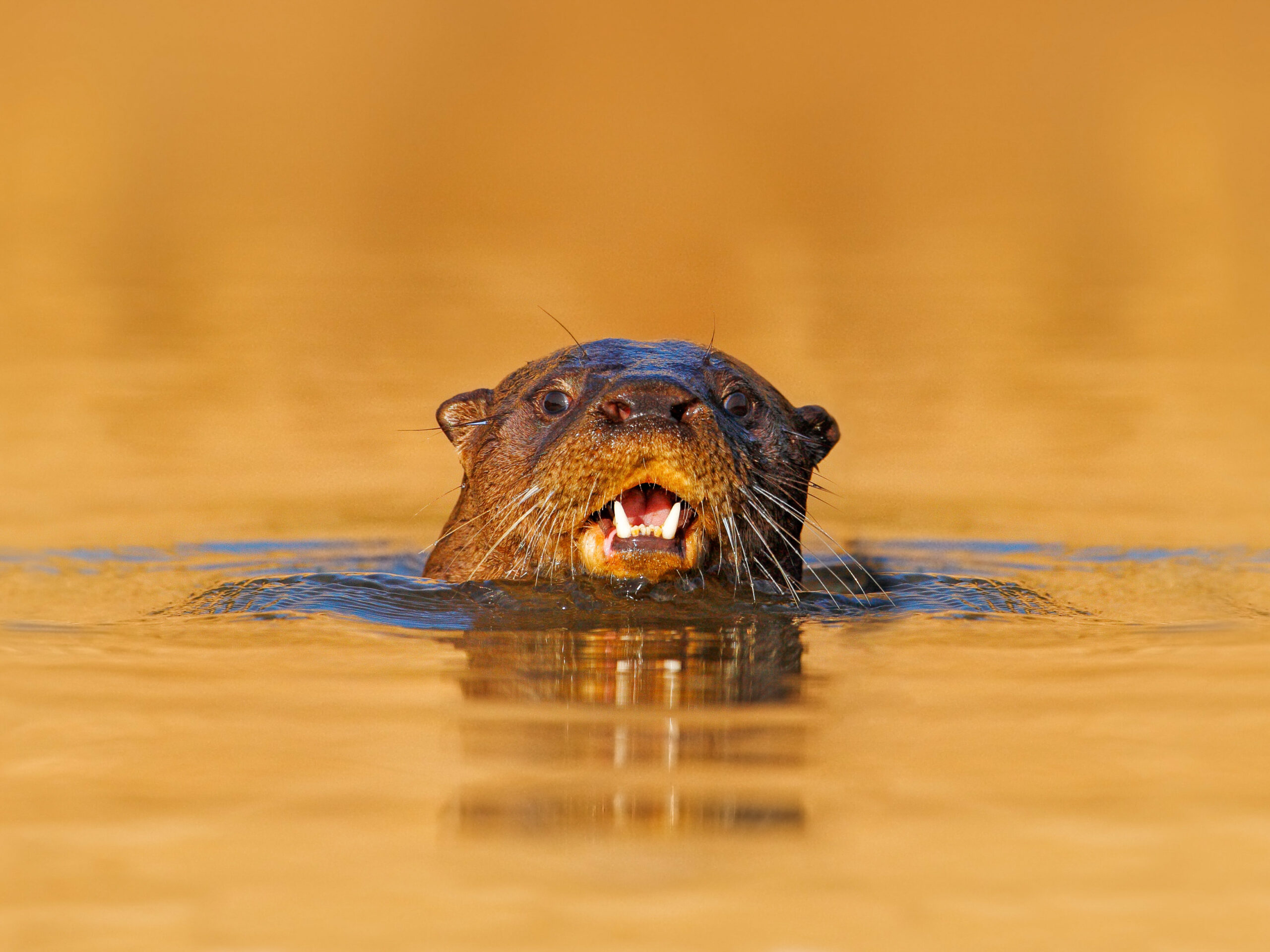 Giant River Otter in the Pantanal