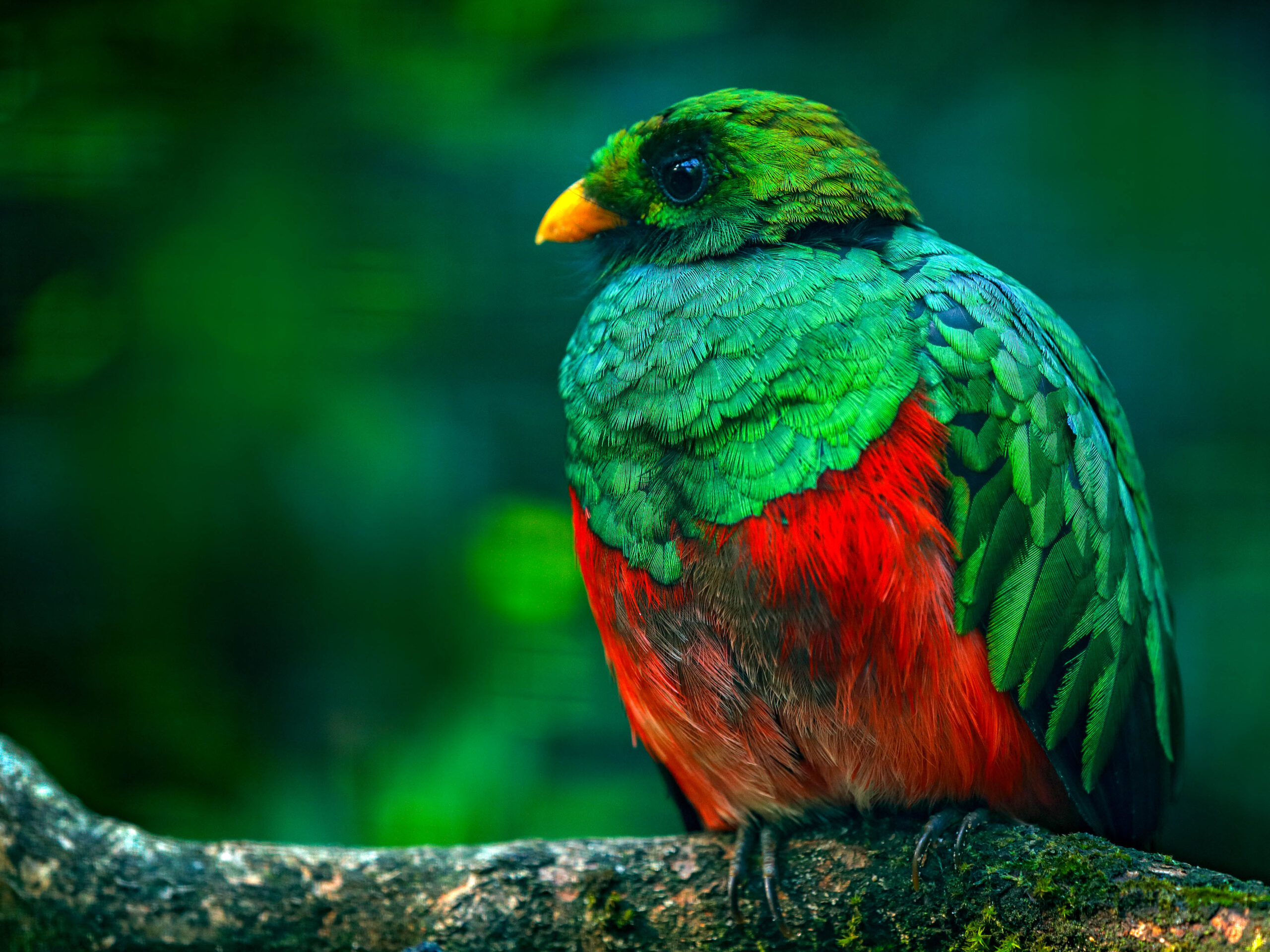 Quetzal in Ecuador