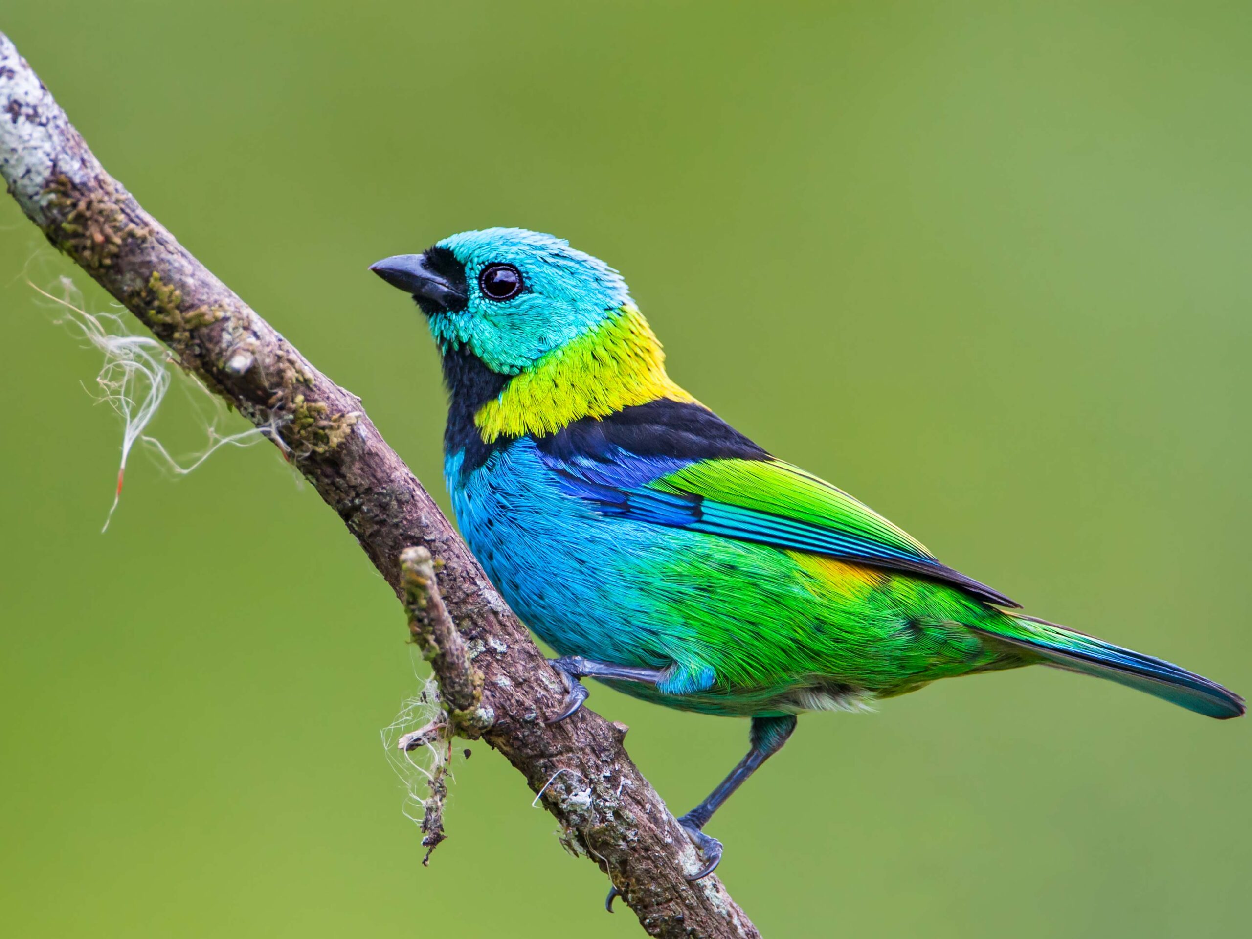 Green-headed-tanager in the Atlantic Forest