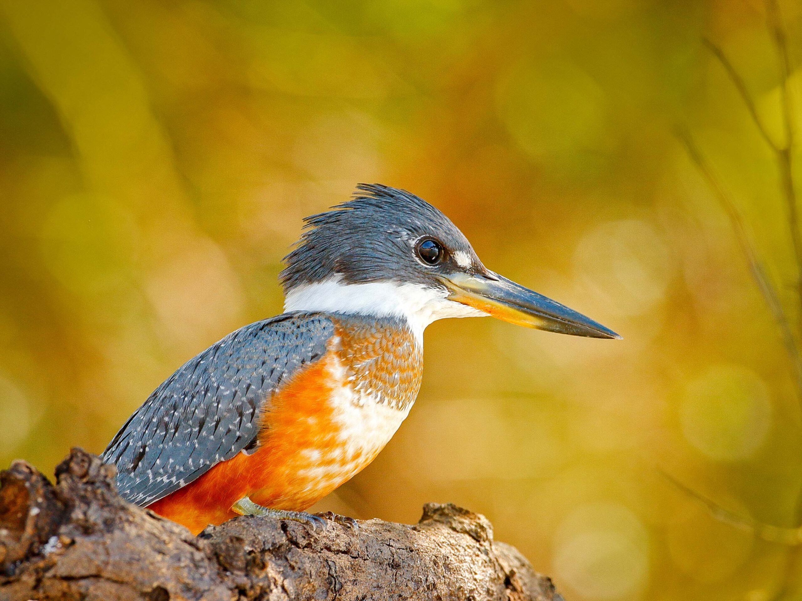 Kingfisher in the Pantanal in Brazil