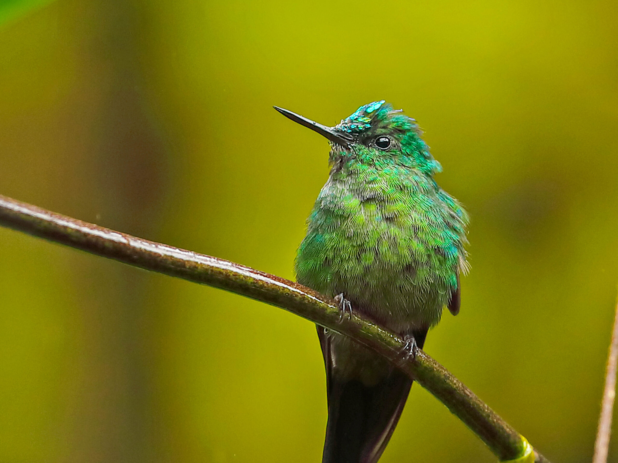 Long-tailed Sylph in Tapichalaca Reserve