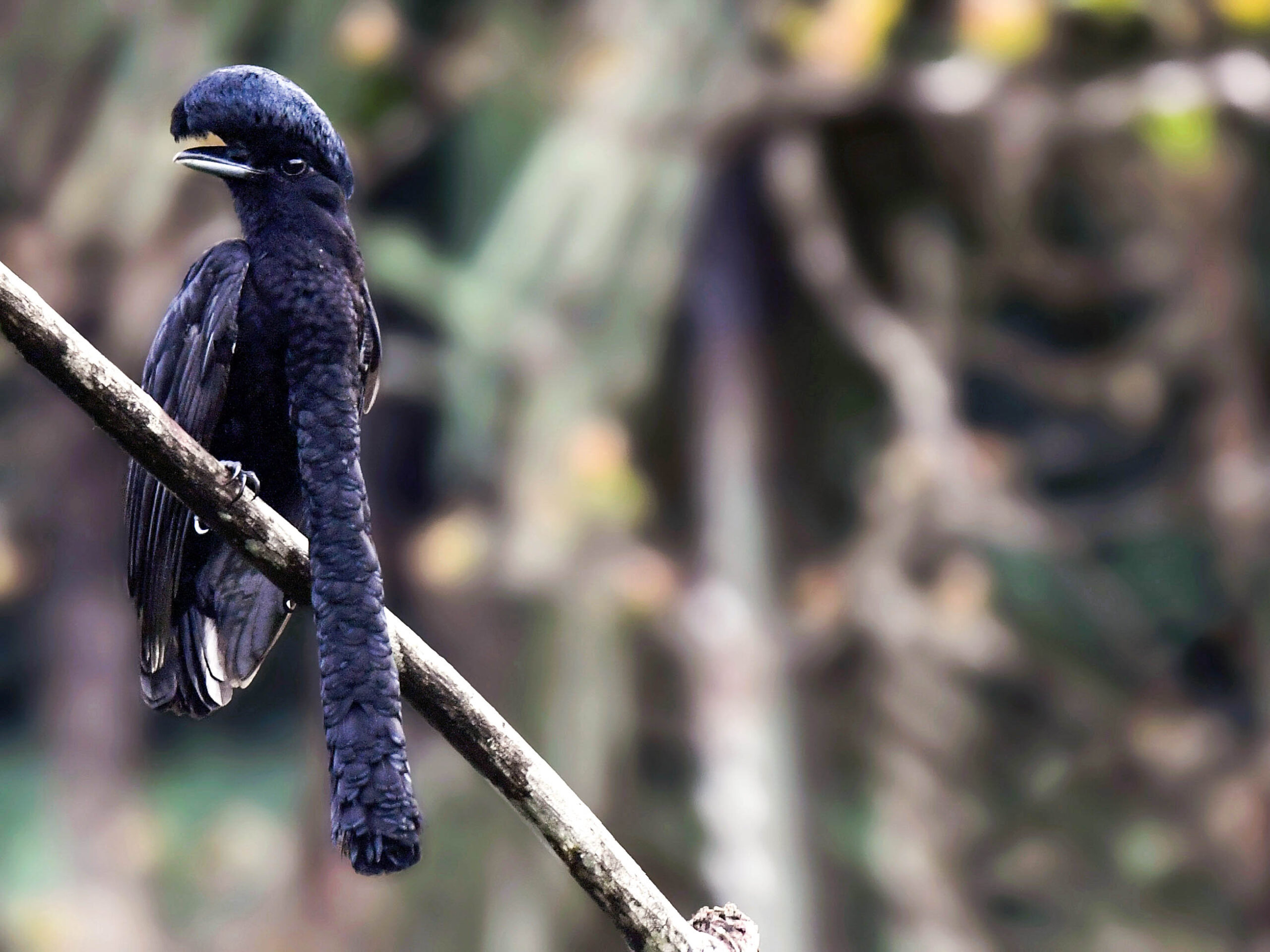 Long-wattled Umbrellabird in Buenaventura Reserve
