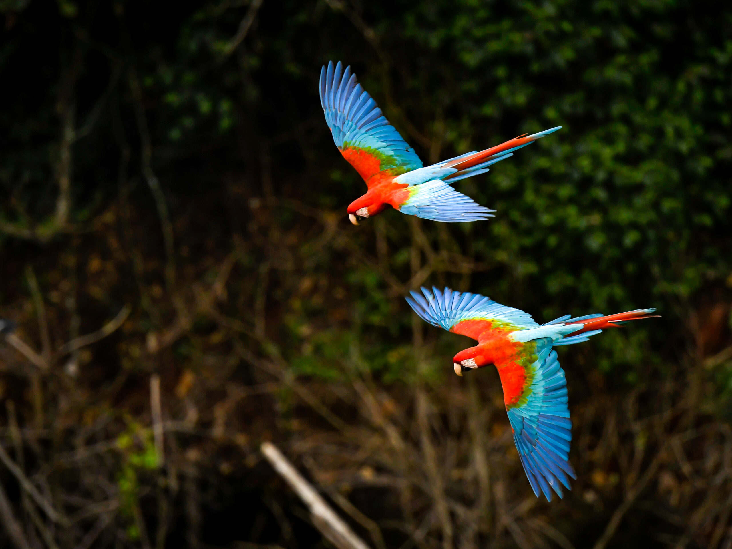 Macaws at the Macaw Sinkhole