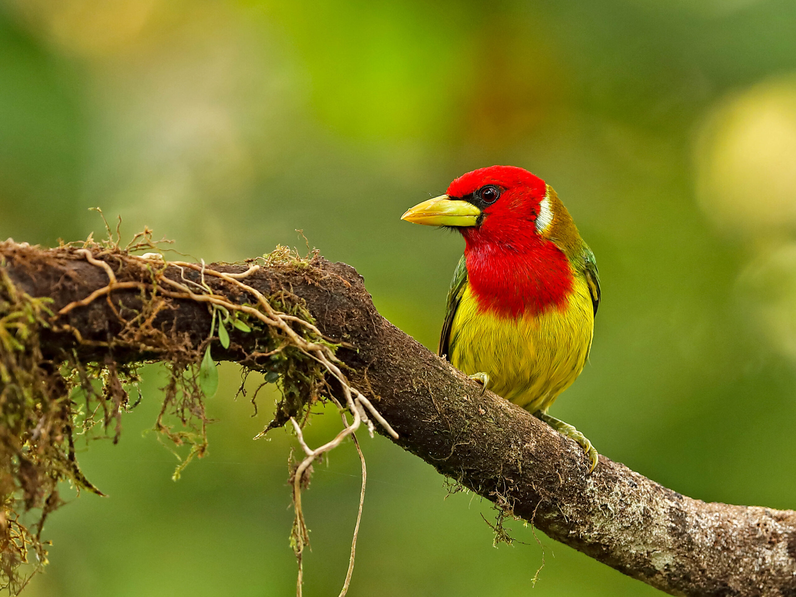 Red-headed Barbet in Ecuador