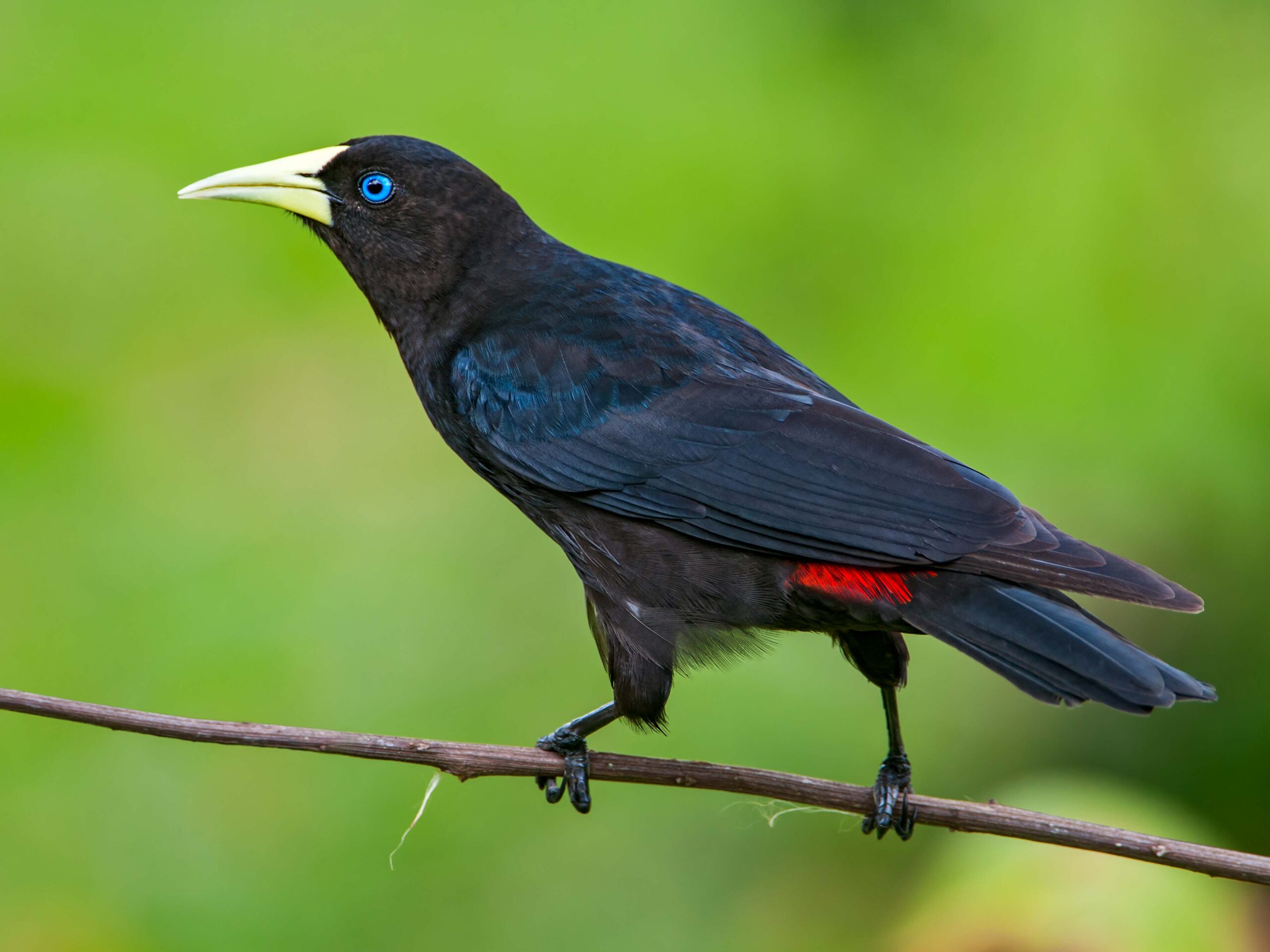 Red-rumped cacique in the Atlantic Forest of Brazil.