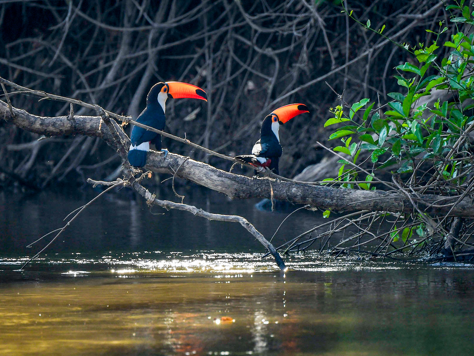 Toucans at the Rio Aquidauna