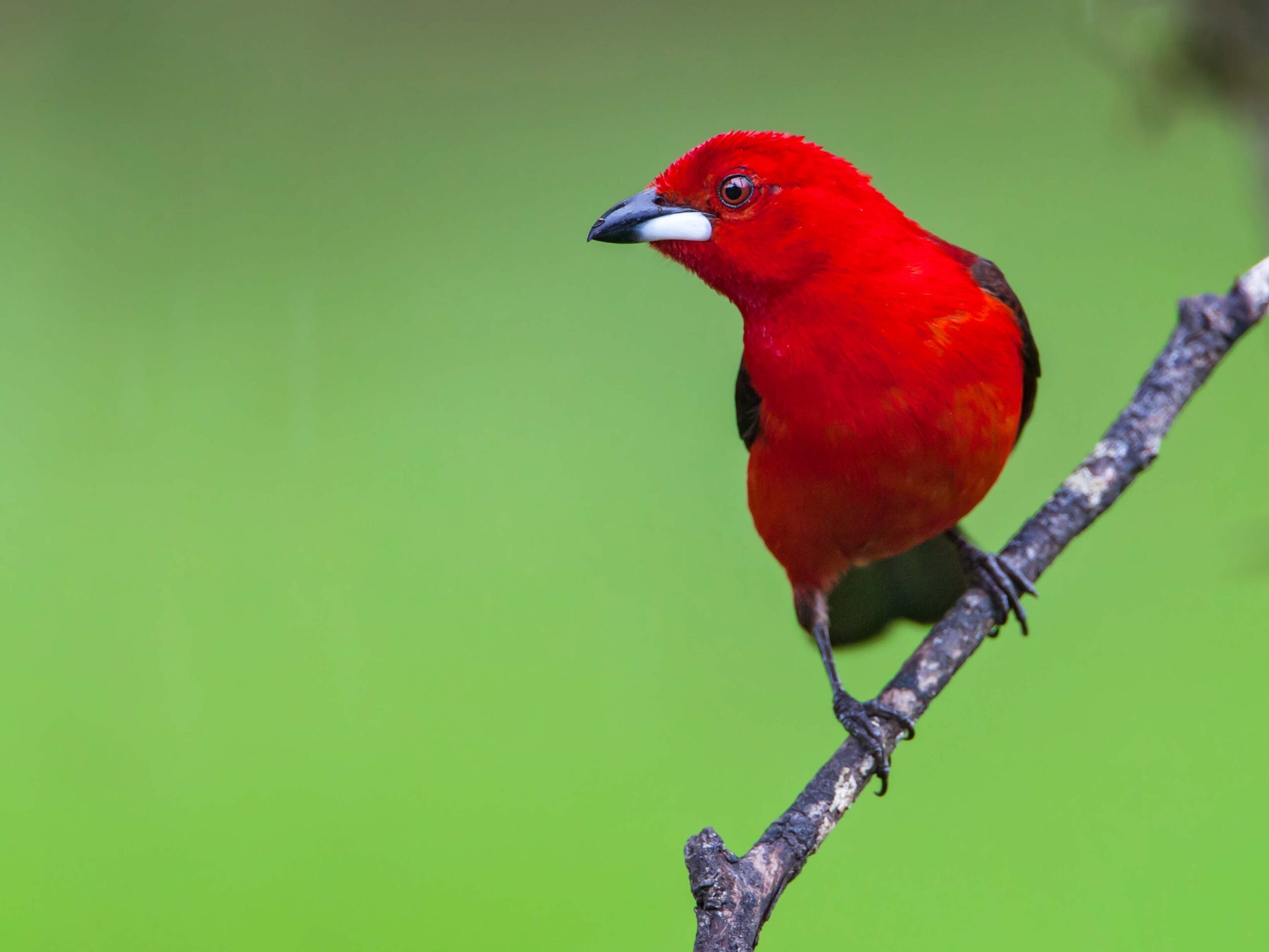 Brazilian Tanager in the Atlantic Forest