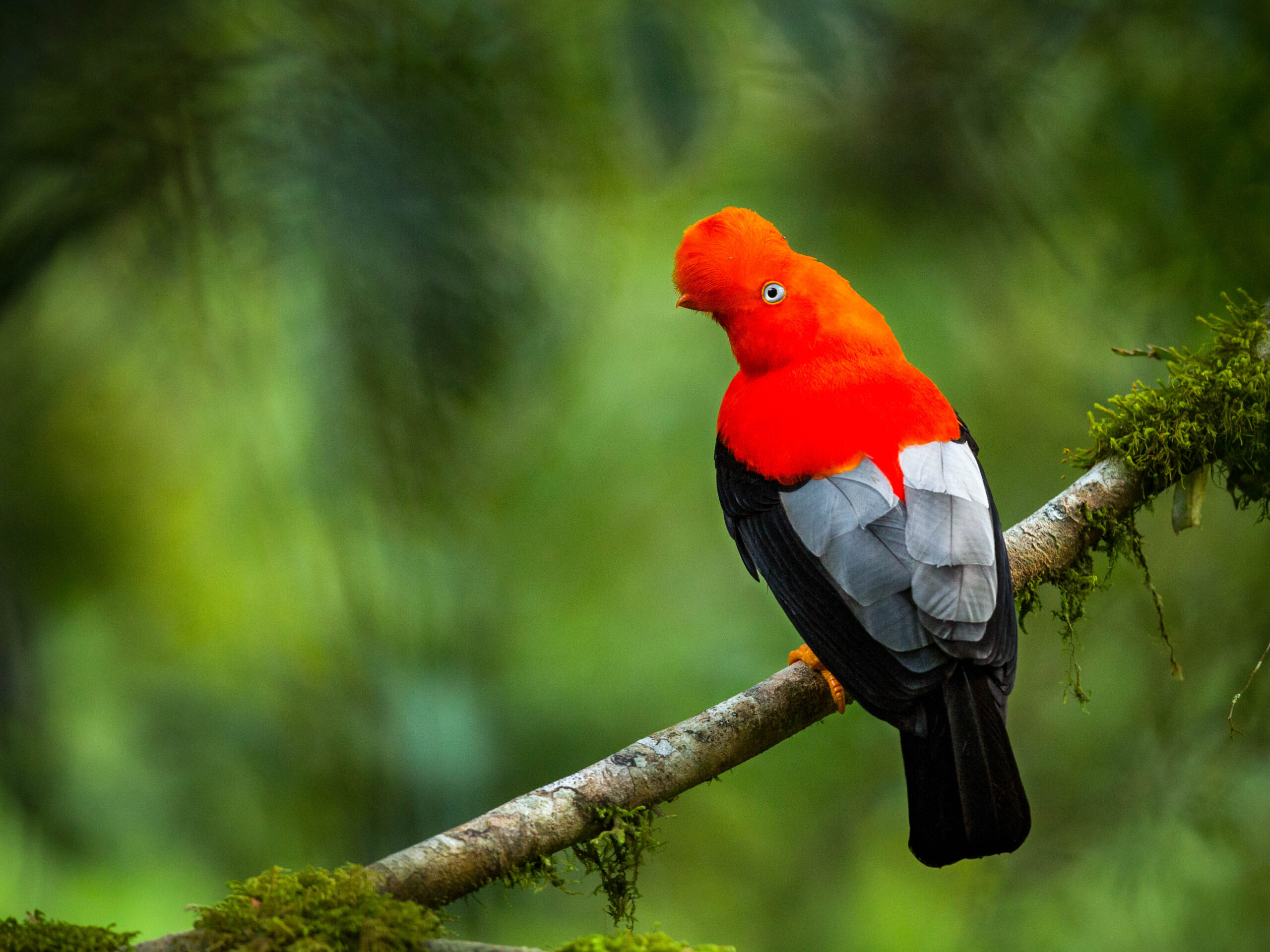 Cock-of-the-rock bird in Ecuador