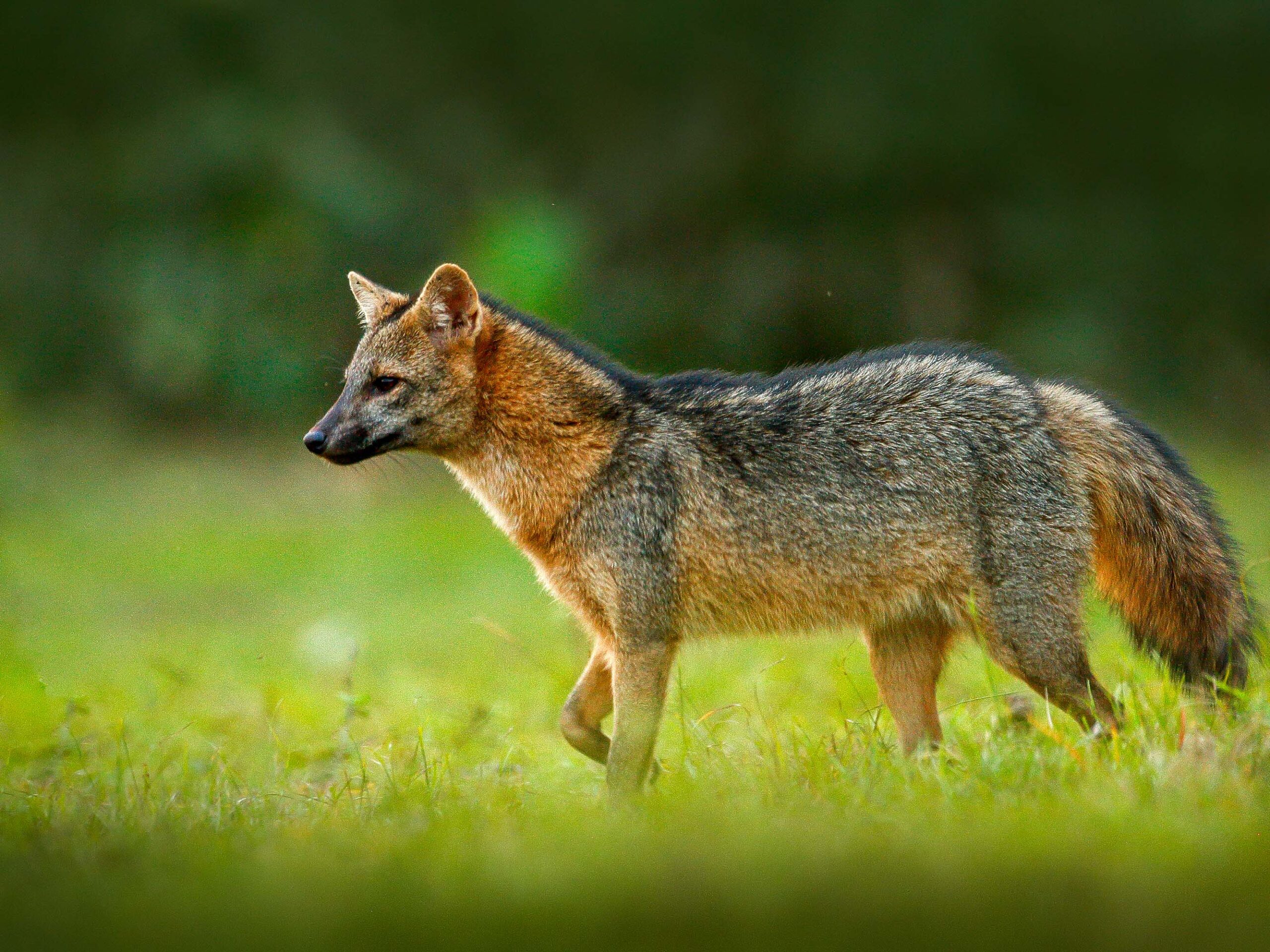Fox in the Pantanal