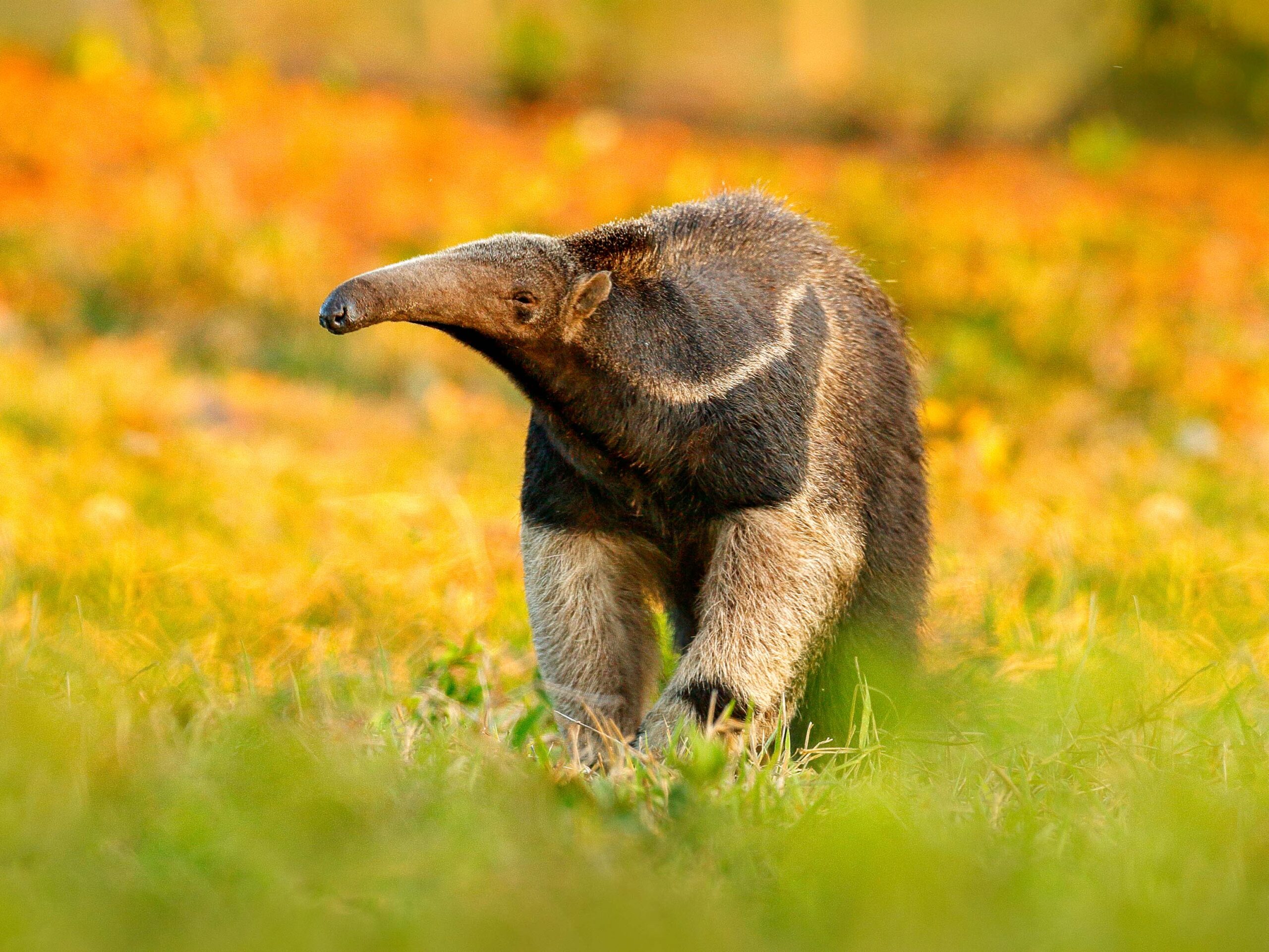 Giant Anteater in the Pantanal.