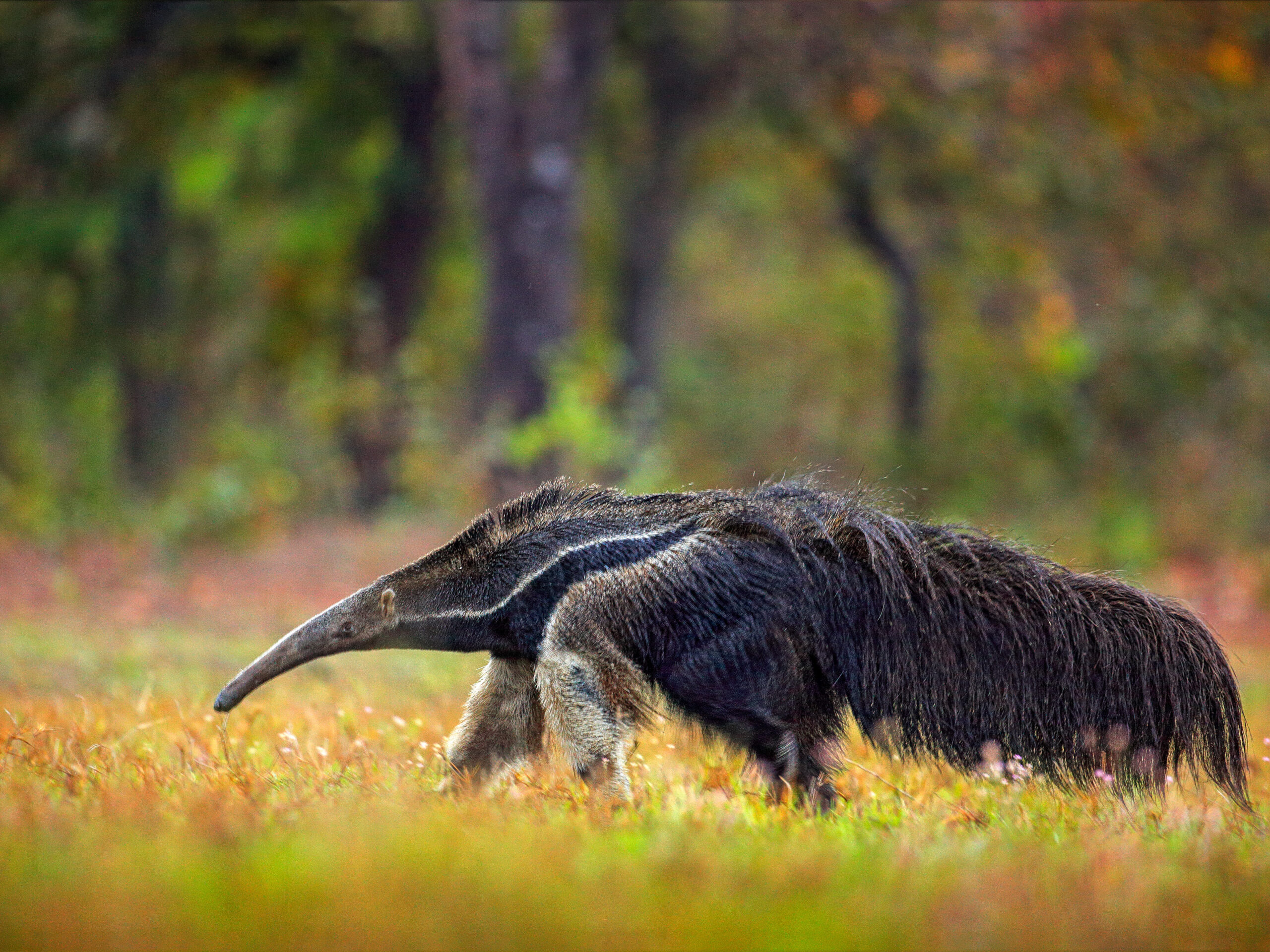 Giant Anteater from the Pnatanal