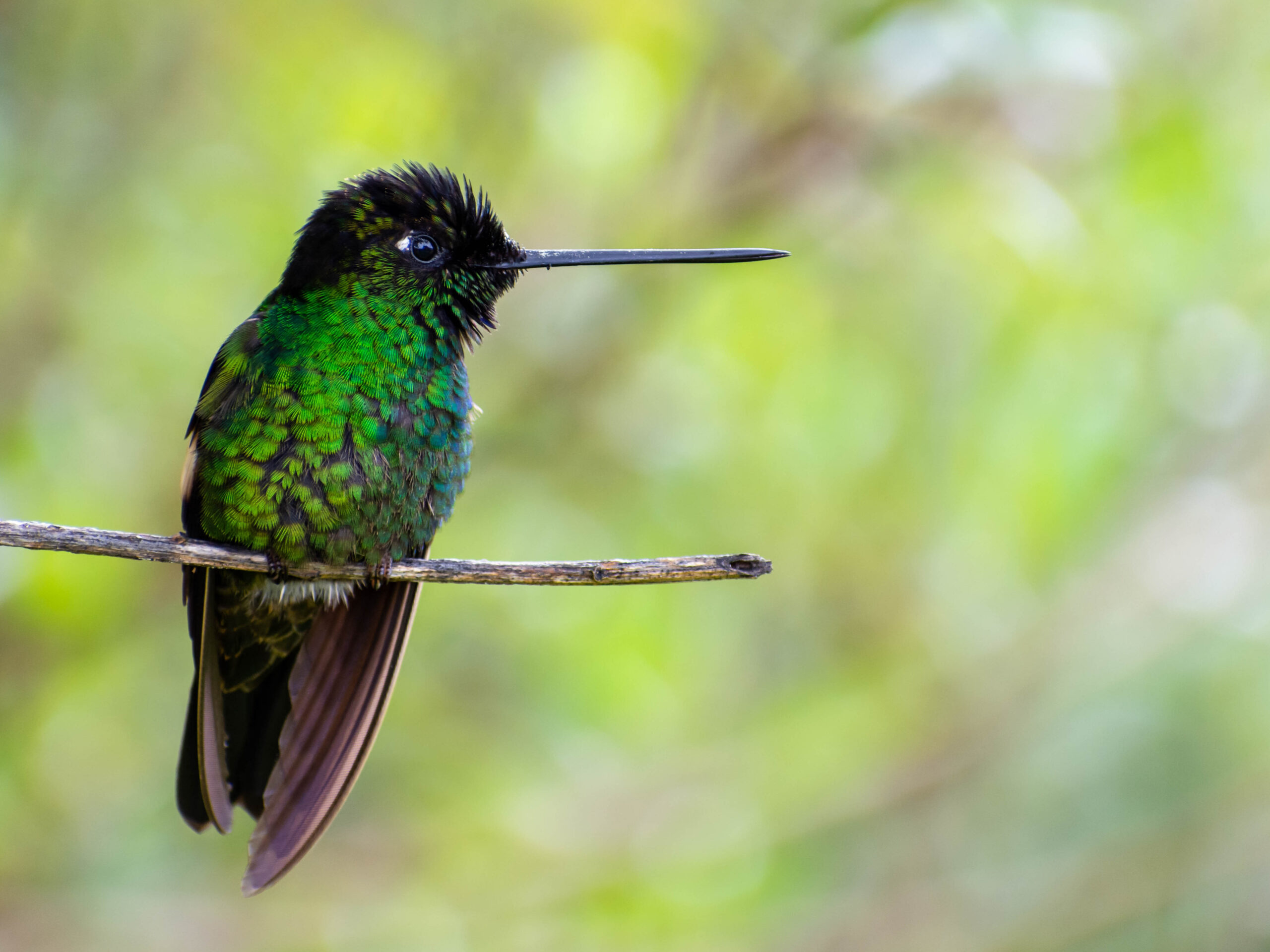 Hummingbird in Yanacocha Reserve in Ecuador