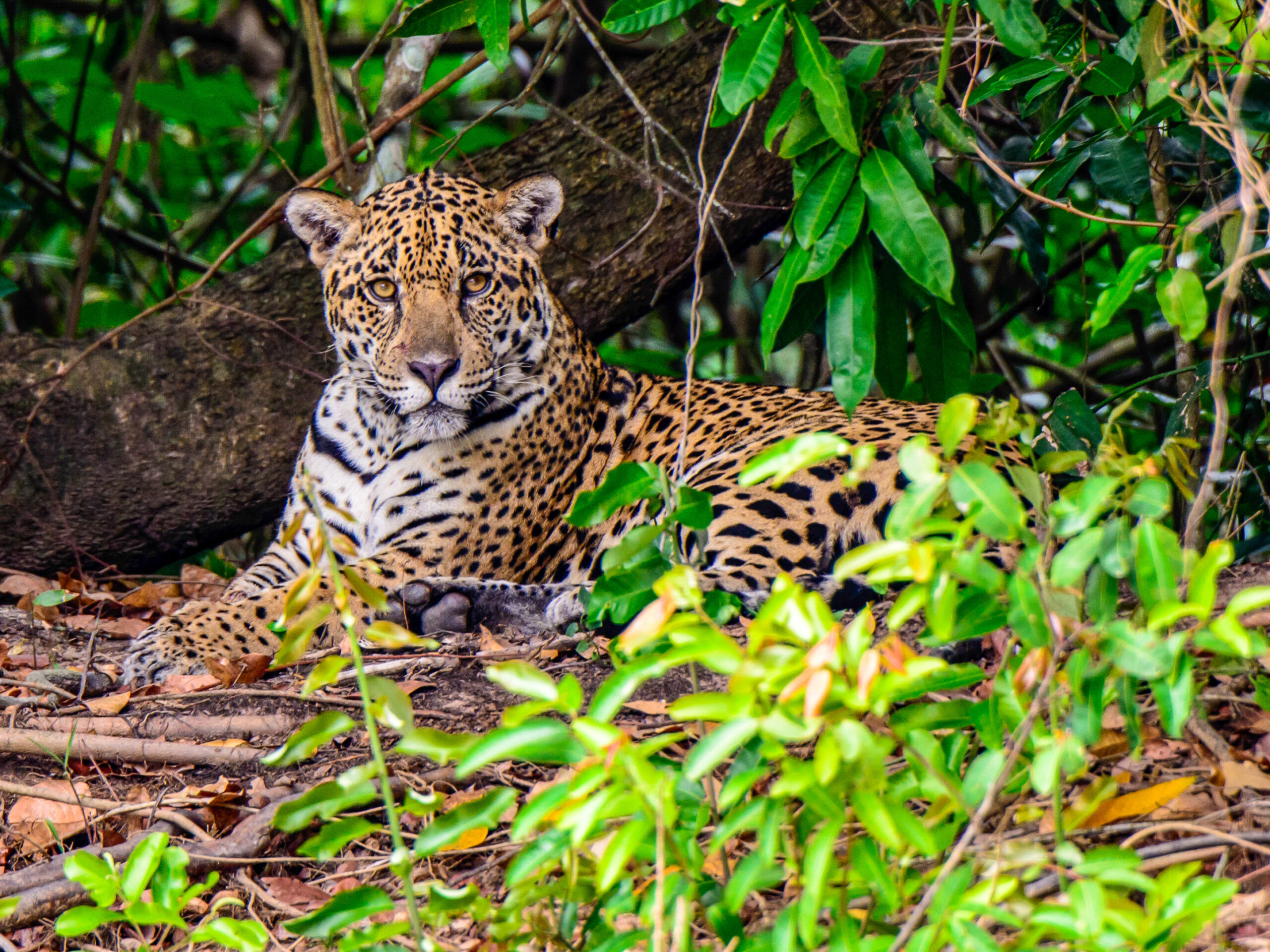 Jaguar resting in the Pantanal