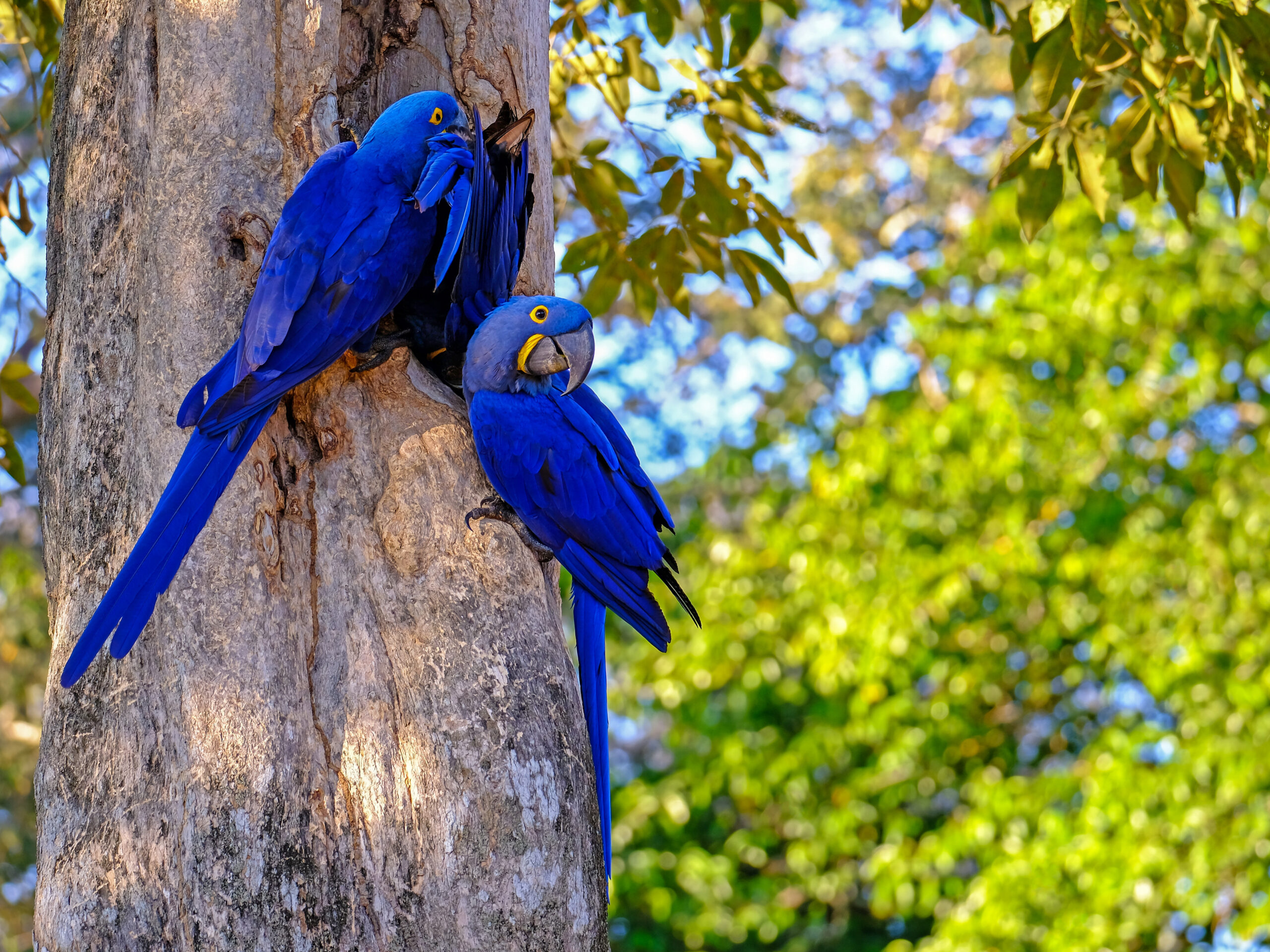 Hyacinth macaws from the Pantanal
