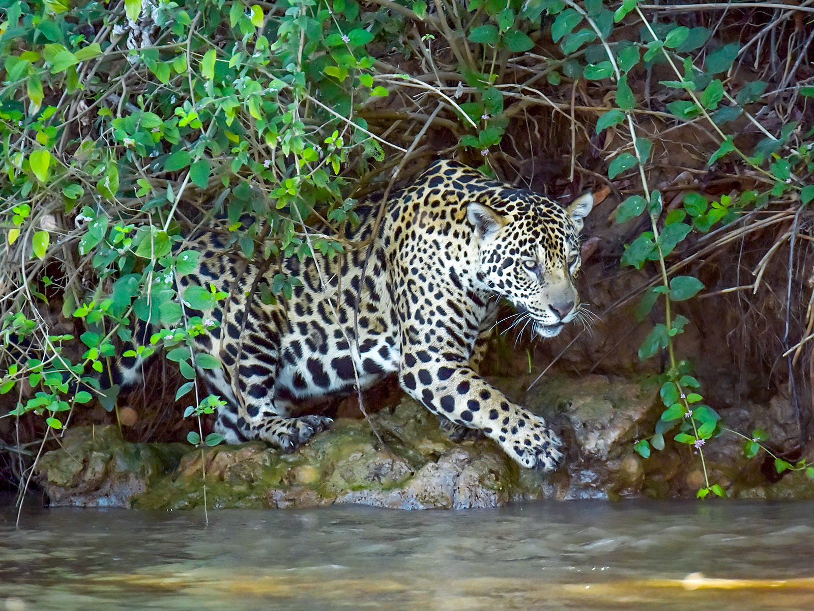 Hiding jaguar in the Pantanal