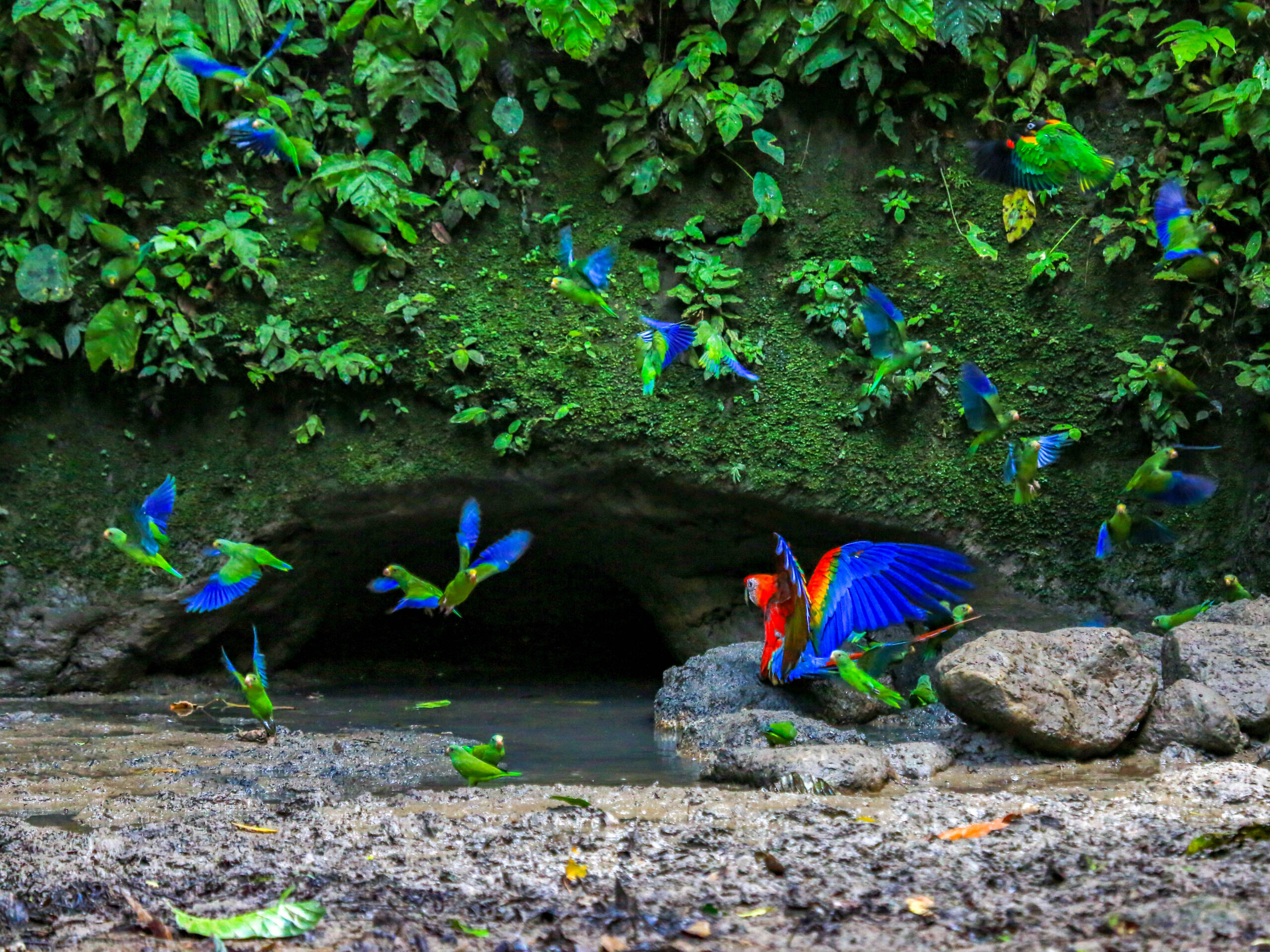 Macaw clay lick in Yasuni National Park