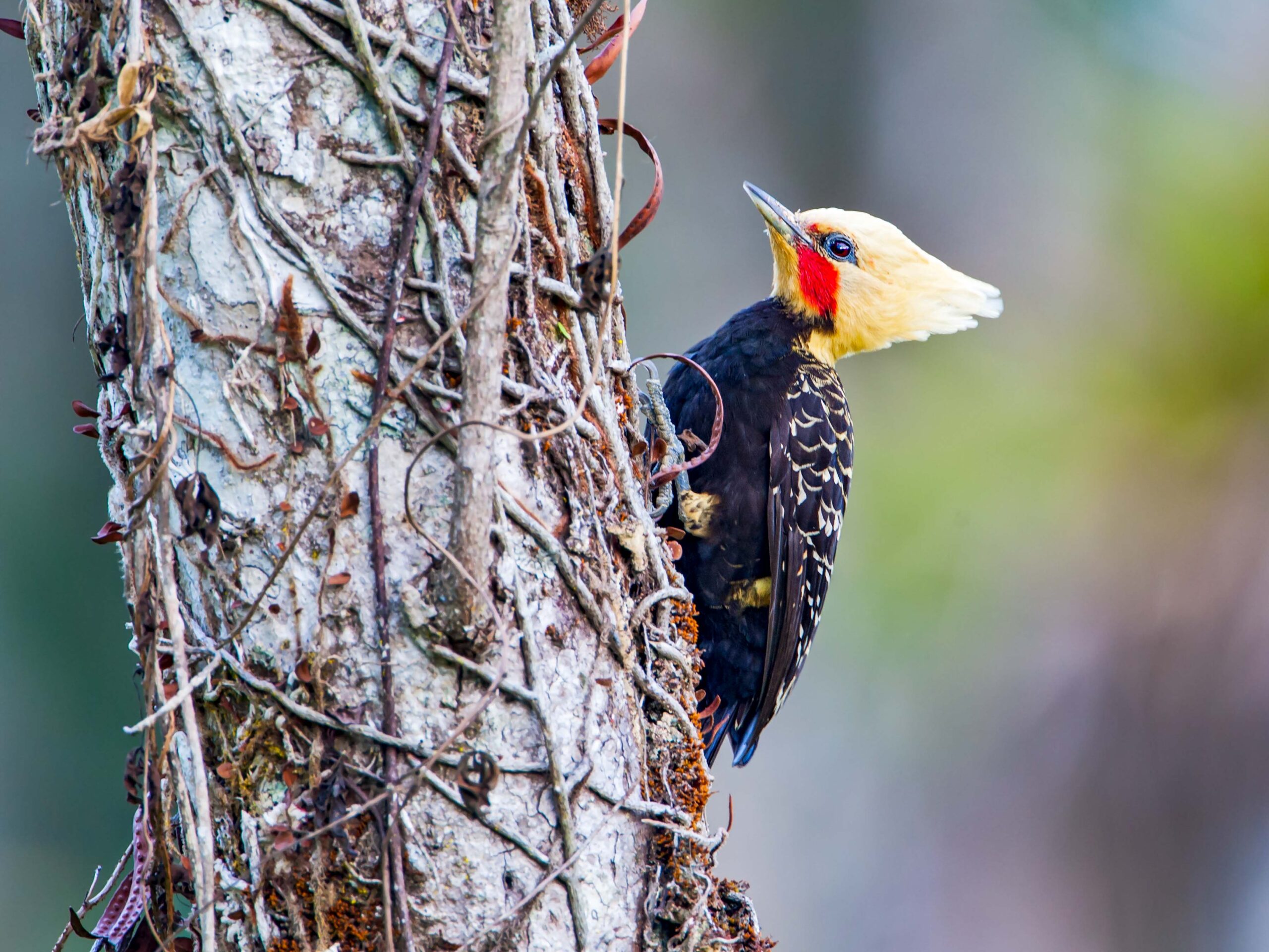 Woodpecker in the Atlantic Forest in Brazil