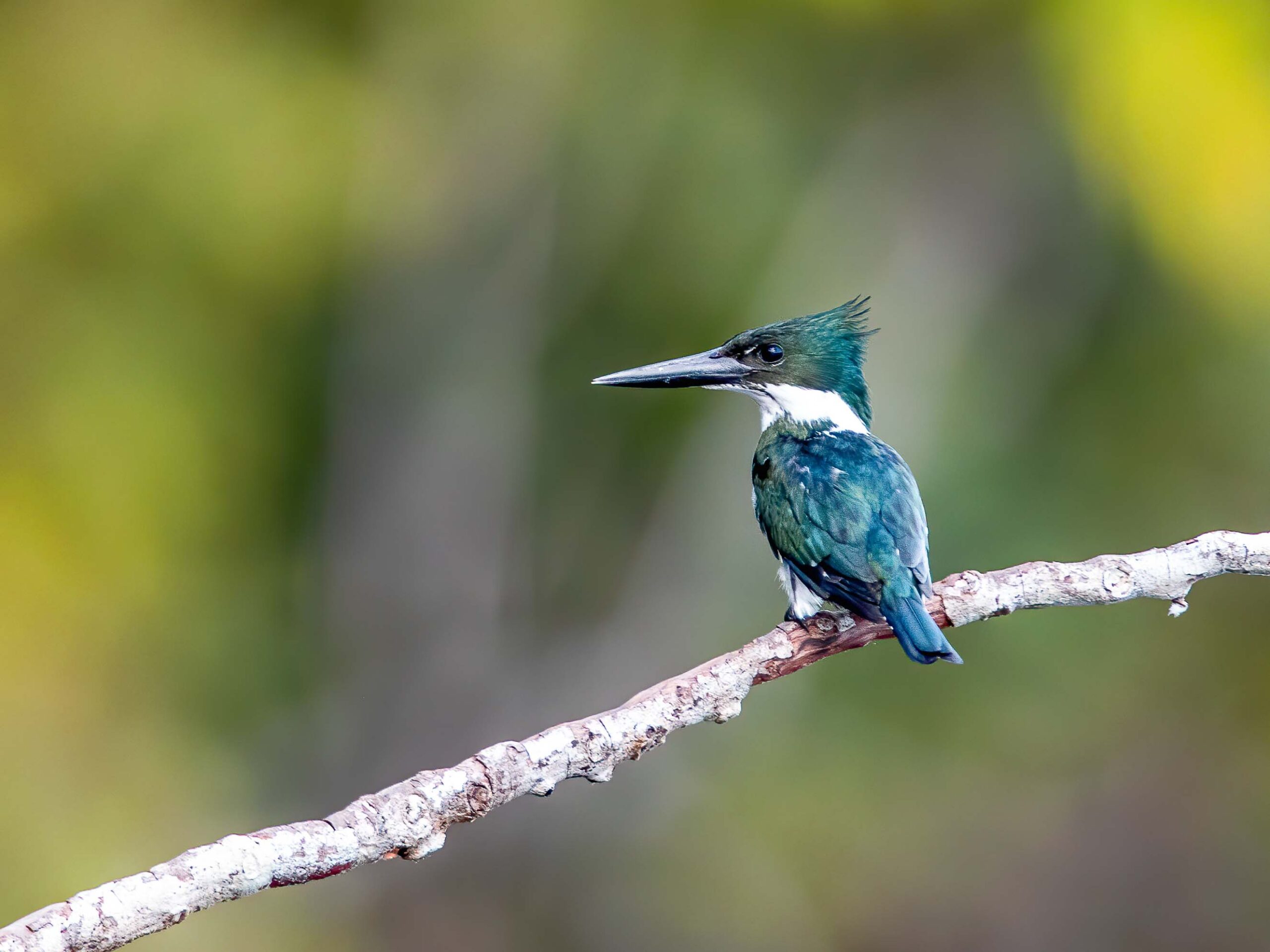 Amazon Kingfisher in Peru