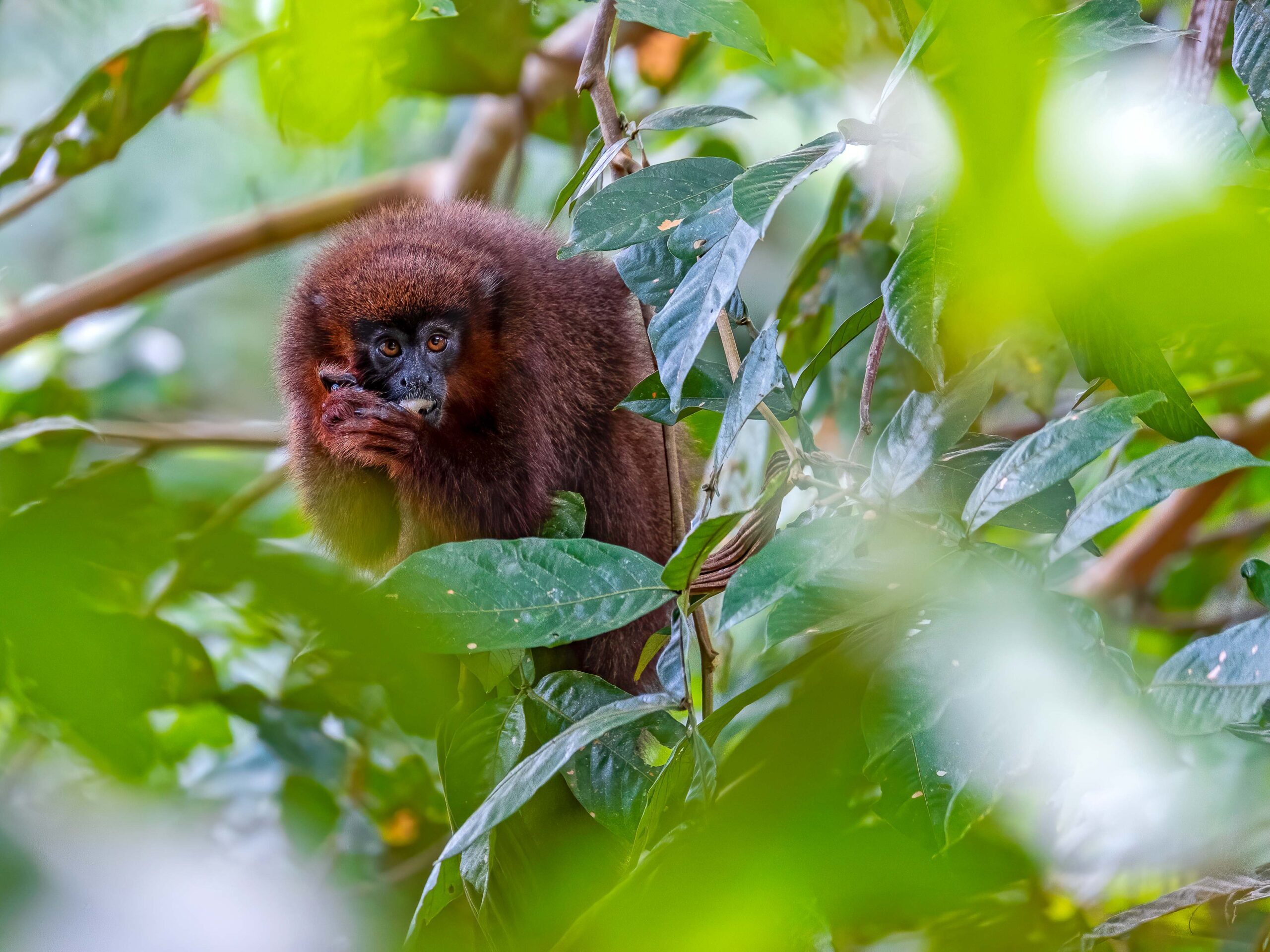 Brow Titi Monkey in Manu, Peru