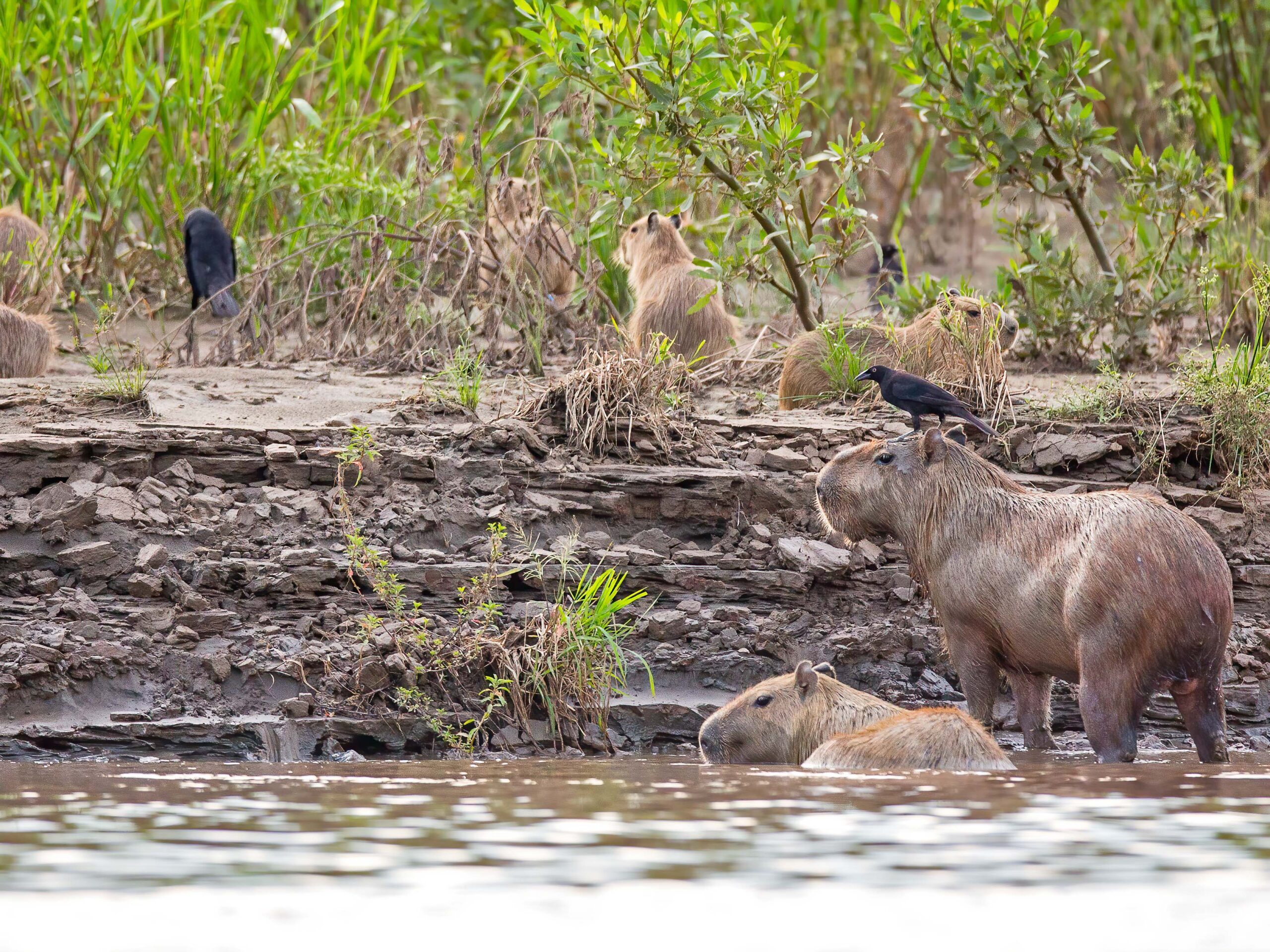 Capybaras in Tambopata
