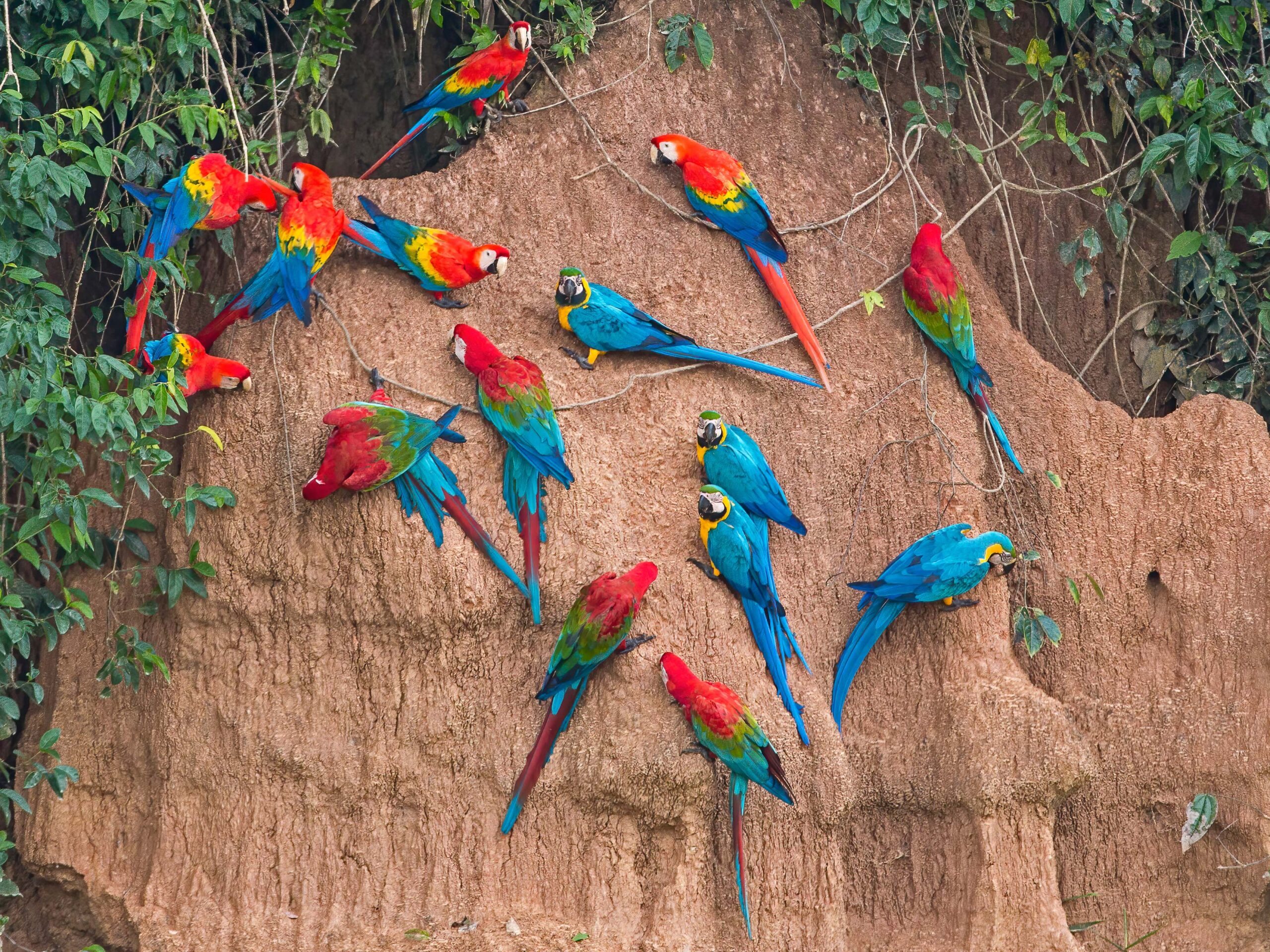 Macaws at the Chuncho Clay Lick