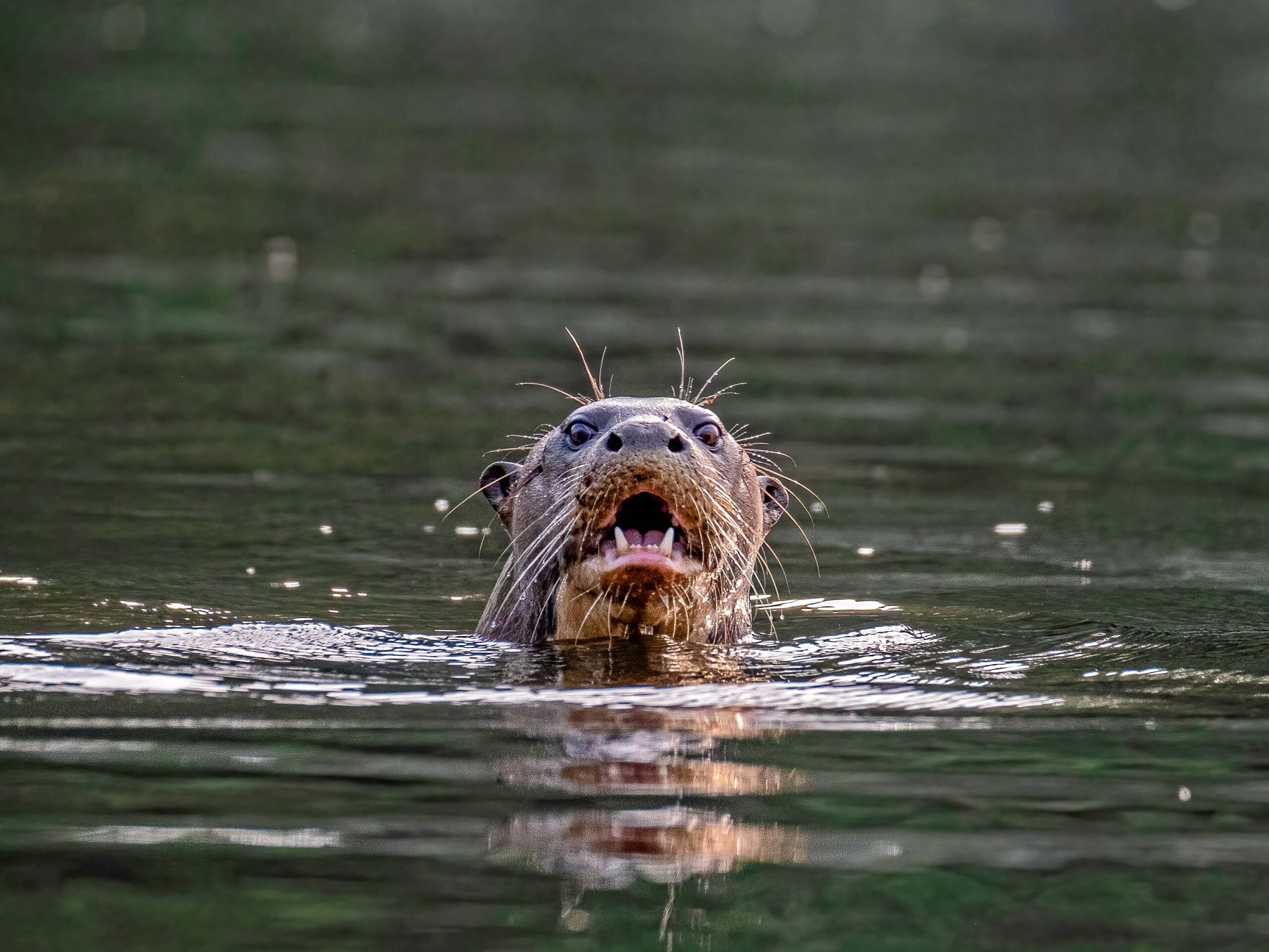 Giant RIver otter in Tambopata National Reserve