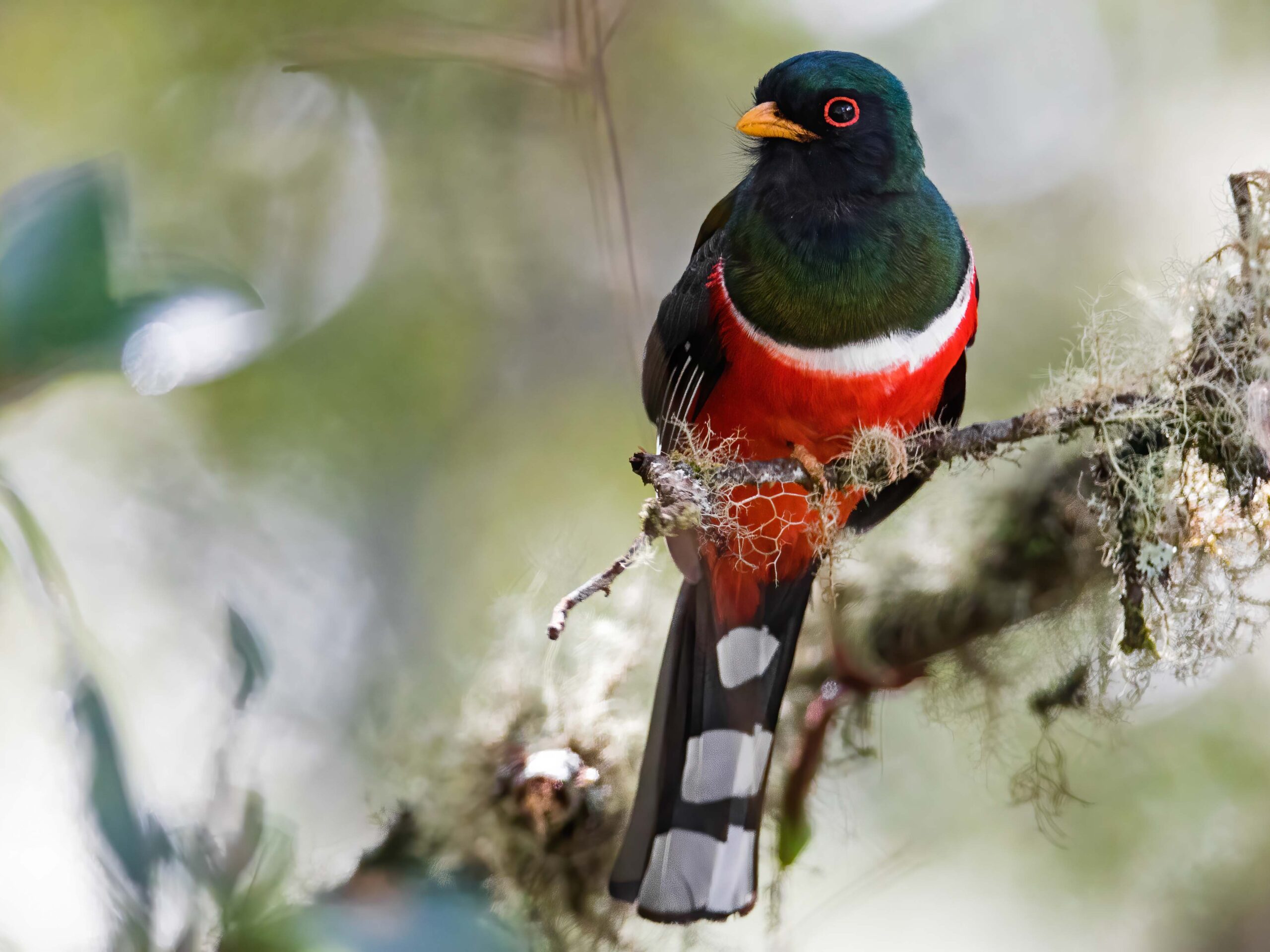 A masked Trogon in the Peruvian Cloud Forest