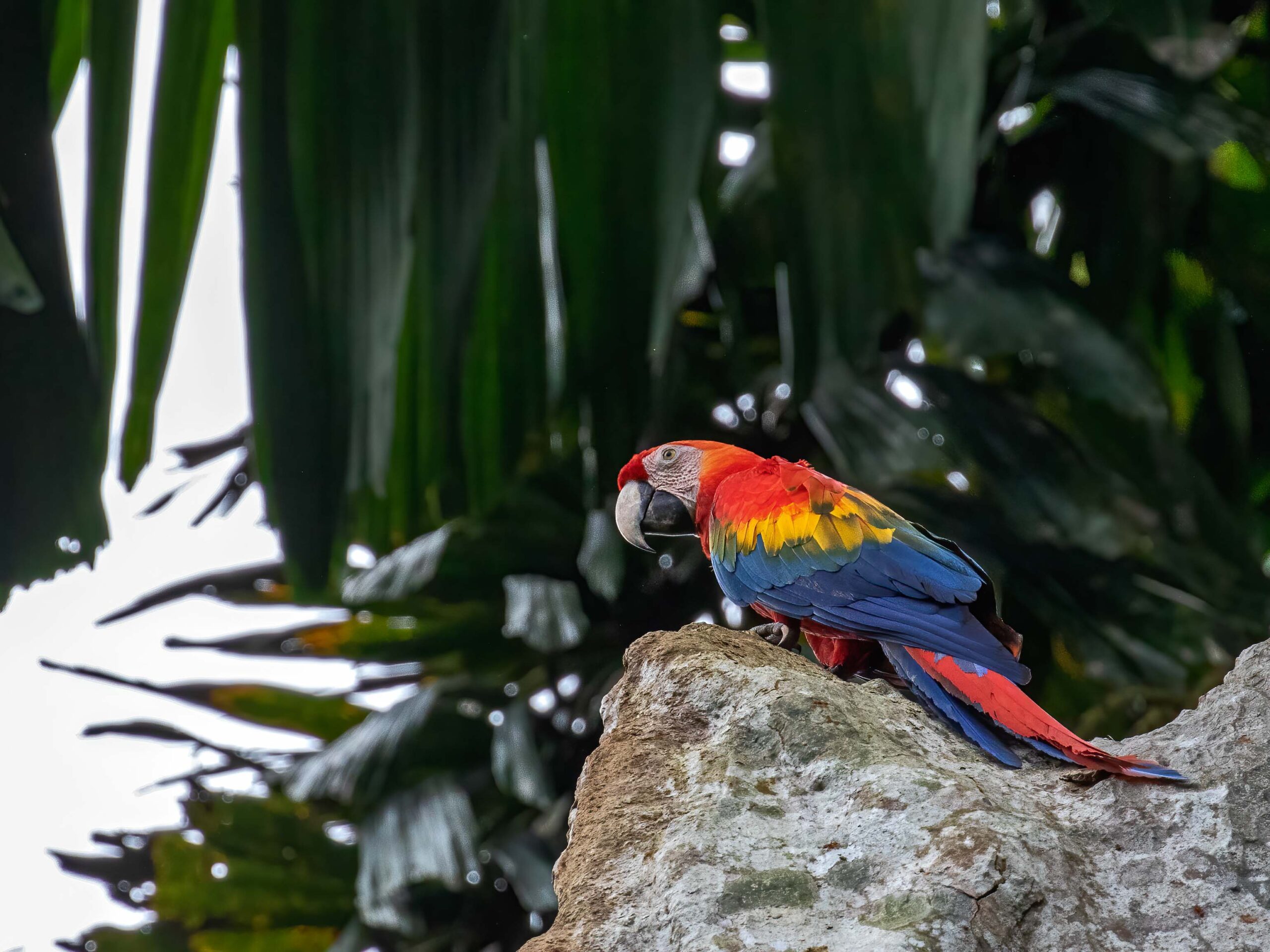 Scarlet Macaw in Tambopata, Peru