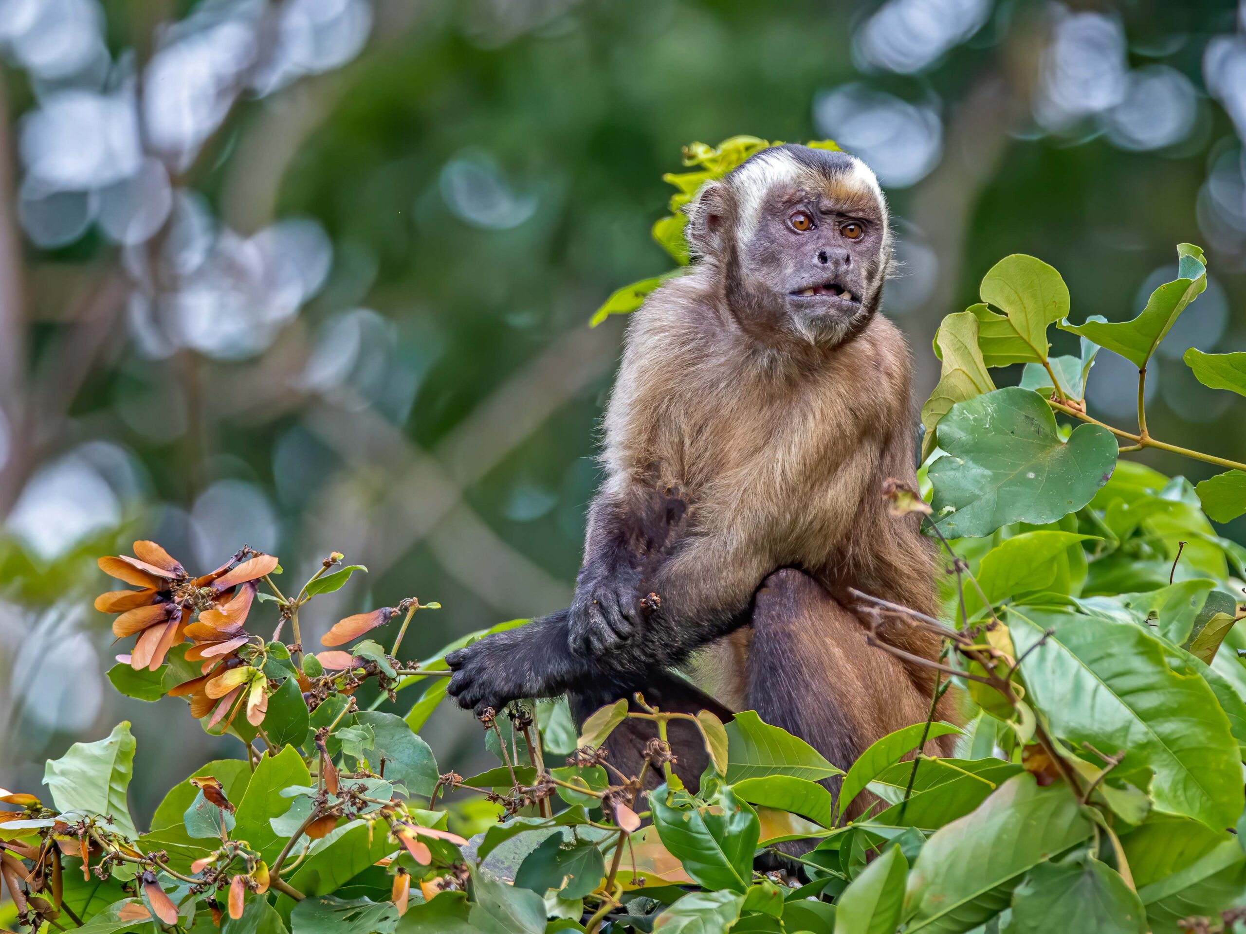 Shock-headed capuchin monkey in Manu