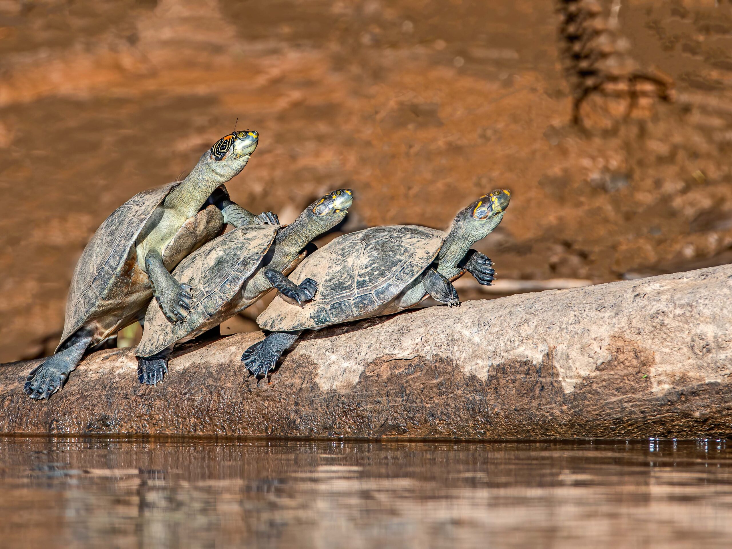 Turtles in the Peruvian Amazon