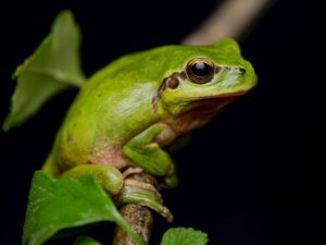Mediterranean Tree Frog from Spain