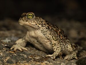 Natterjack toad from Central Spain