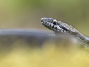 Southern smooth snake from central Spain